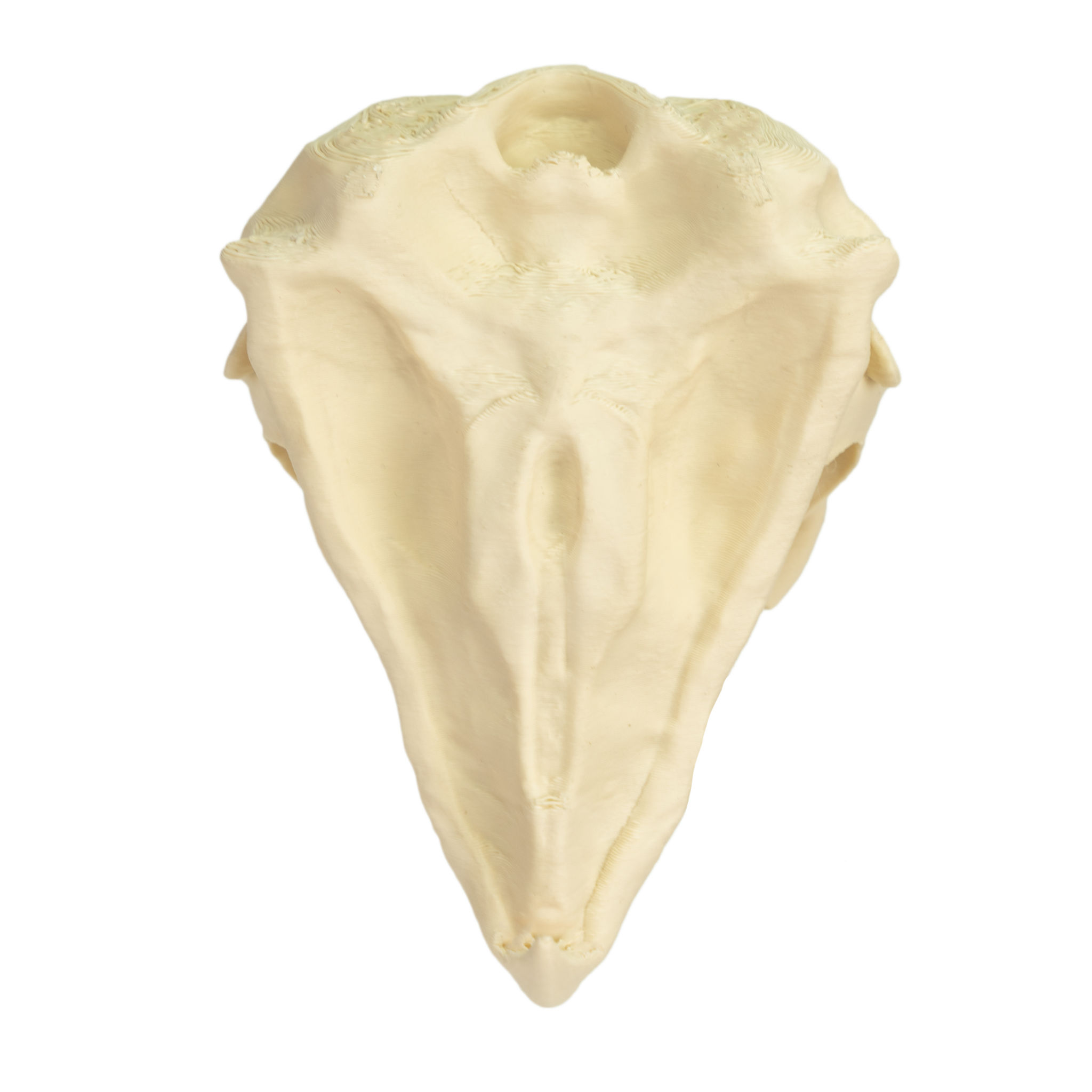 3D-Druck Falkenschädel zum Selbstbemalen (11cm)