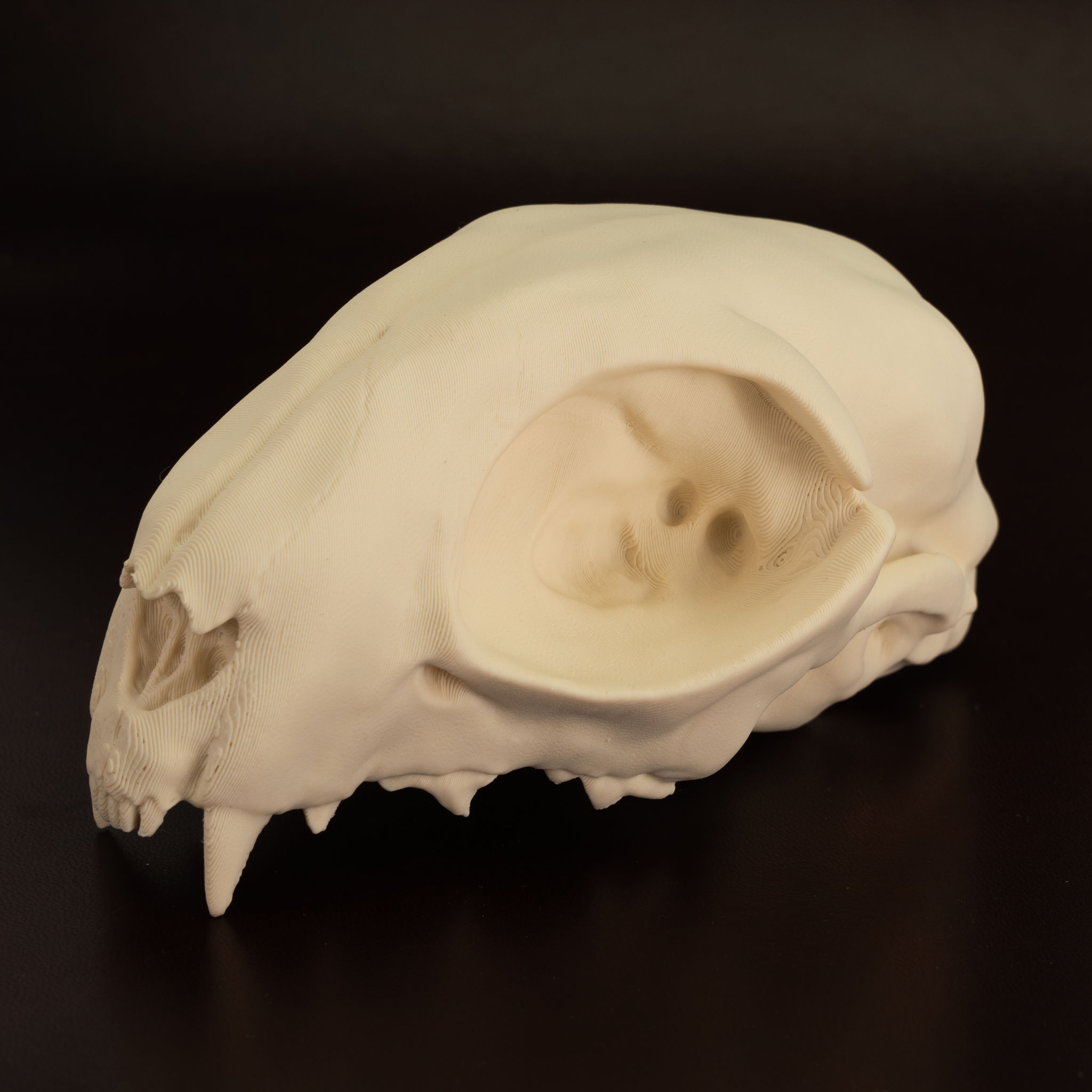 3D-Druck Katzenschädel zum Selbstbemalen (12cm)
