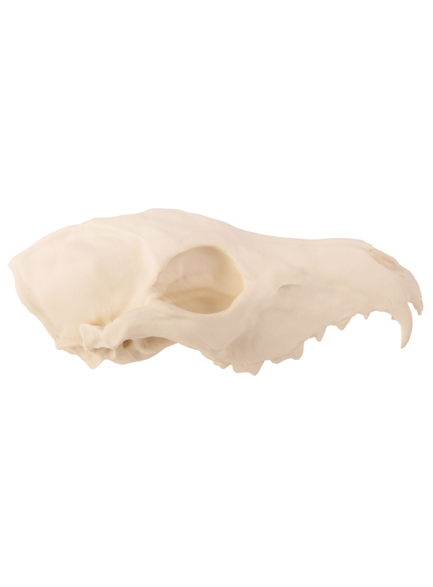 3D-Druck Fuchsschädel zum Selbstbemalen (16 cm)