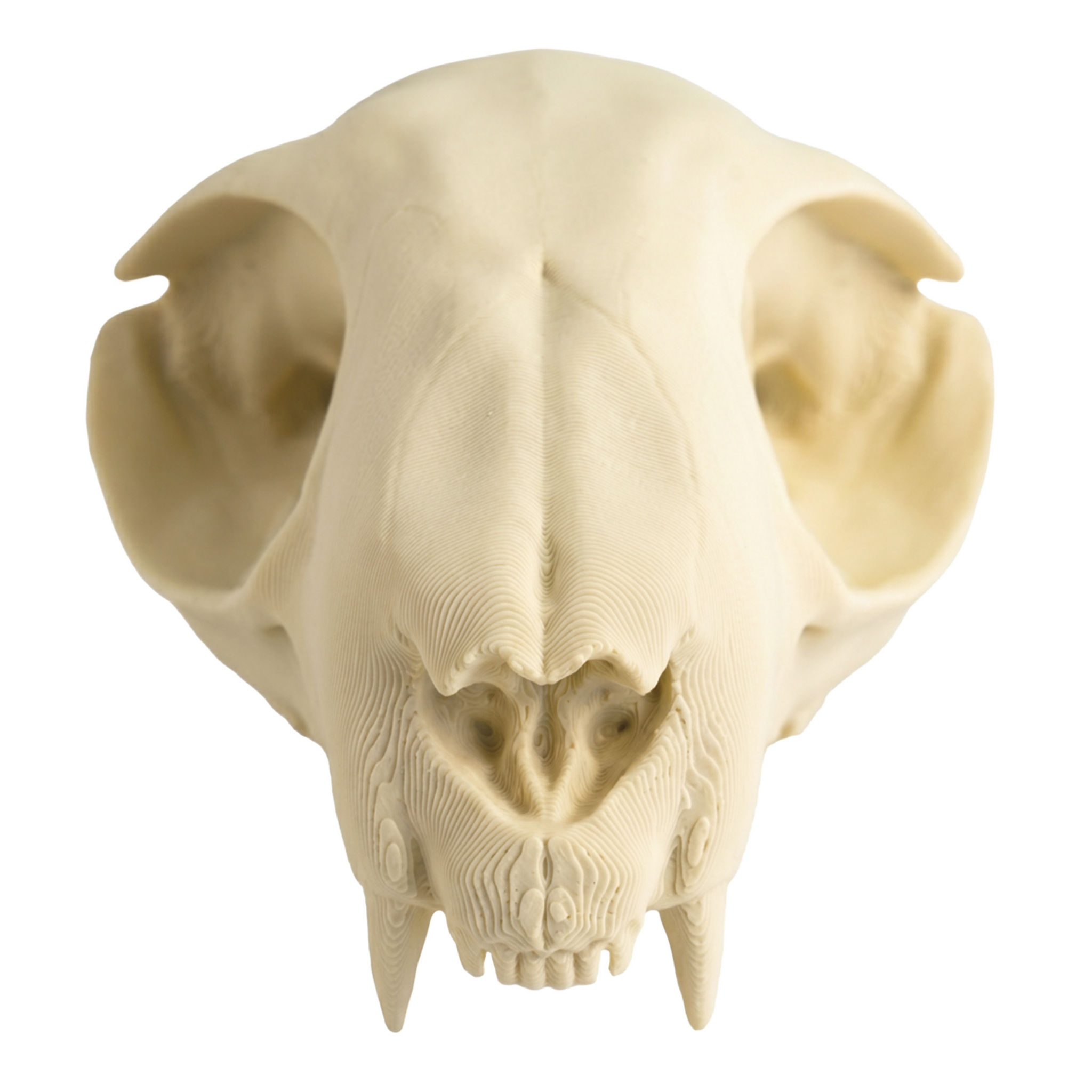 3D-Druck Katzenschädel zum Selbstbemalen (12cm)