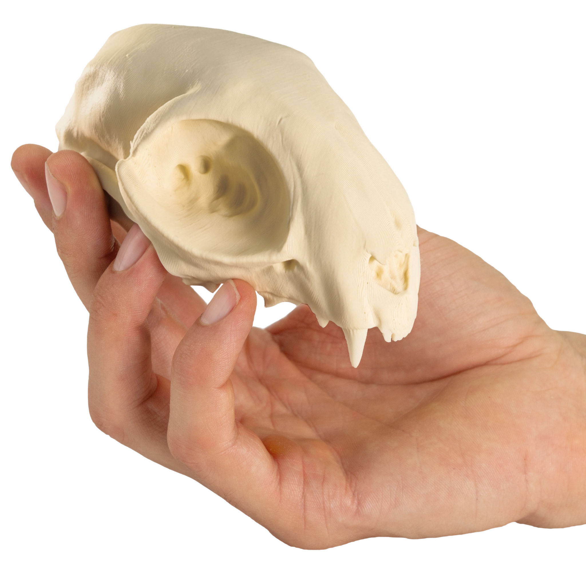 3D-Druck Katzenschädel zum Selbstbemalen (12cm)