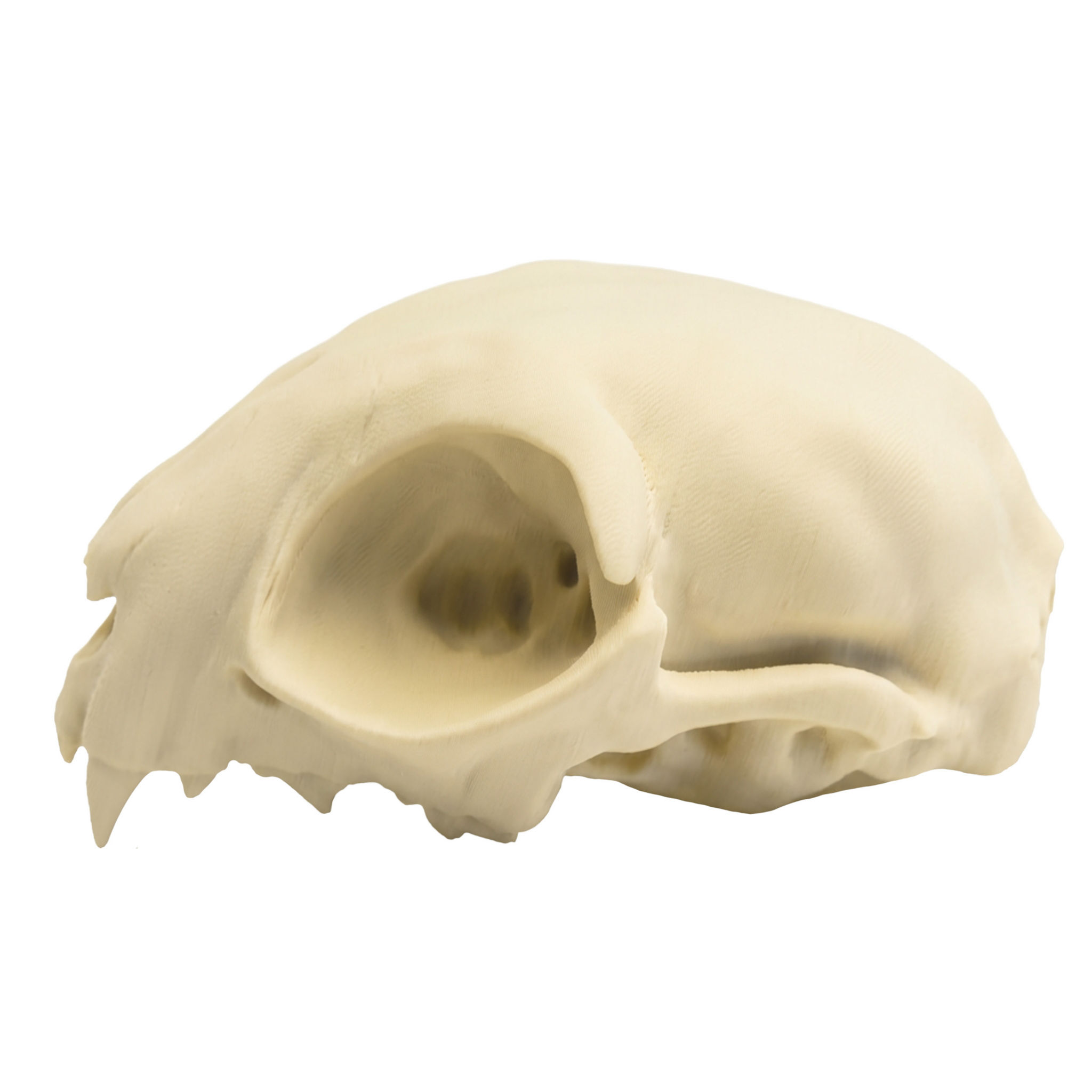3D-Druck Katzenschädel zum Selbstbemalen (12cm)