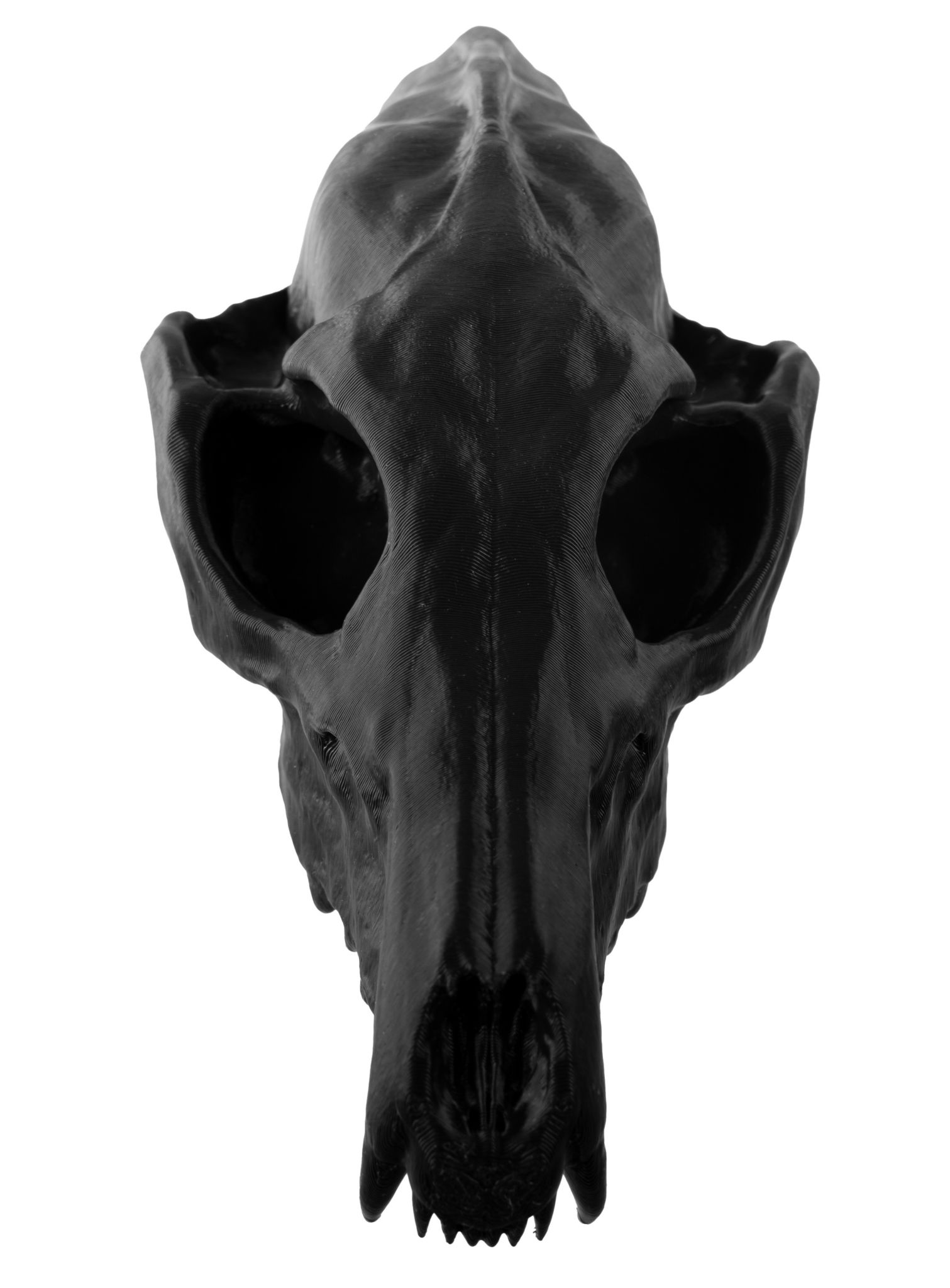 3D-Druck Fuchsschädel zum Selbstbemalen (16 cm)