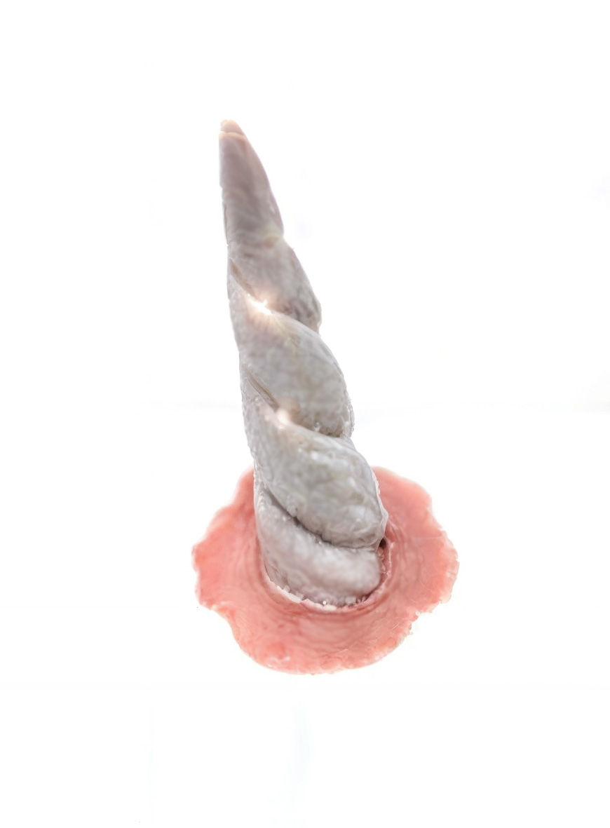 Gewundenes Einhorn Latexapplikation