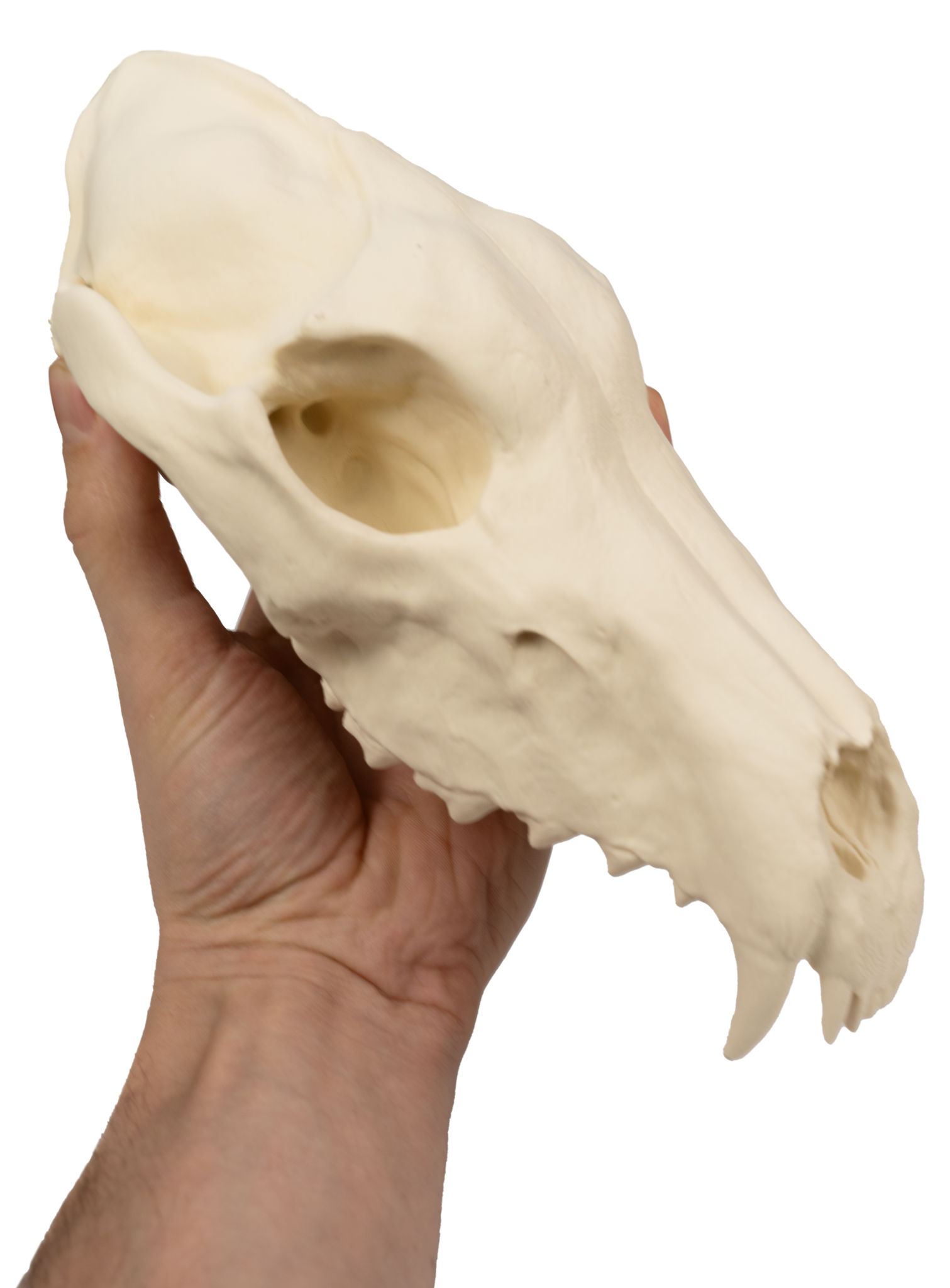 3D-Druck Wolfsschädel zum Selbstbemalen (25 cm)