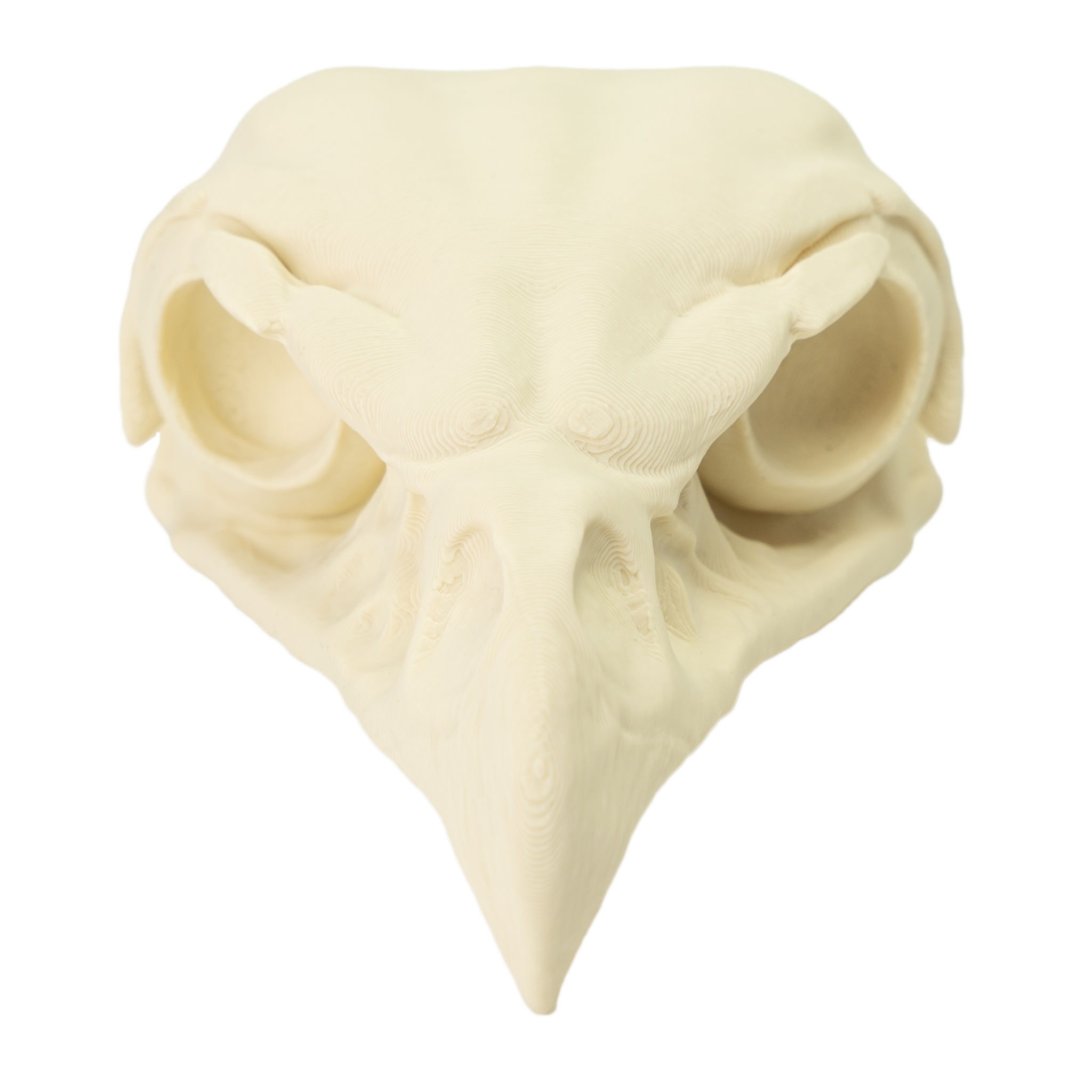 3D-Druck Falkenschädel zum Selbstbemalen (11cm)