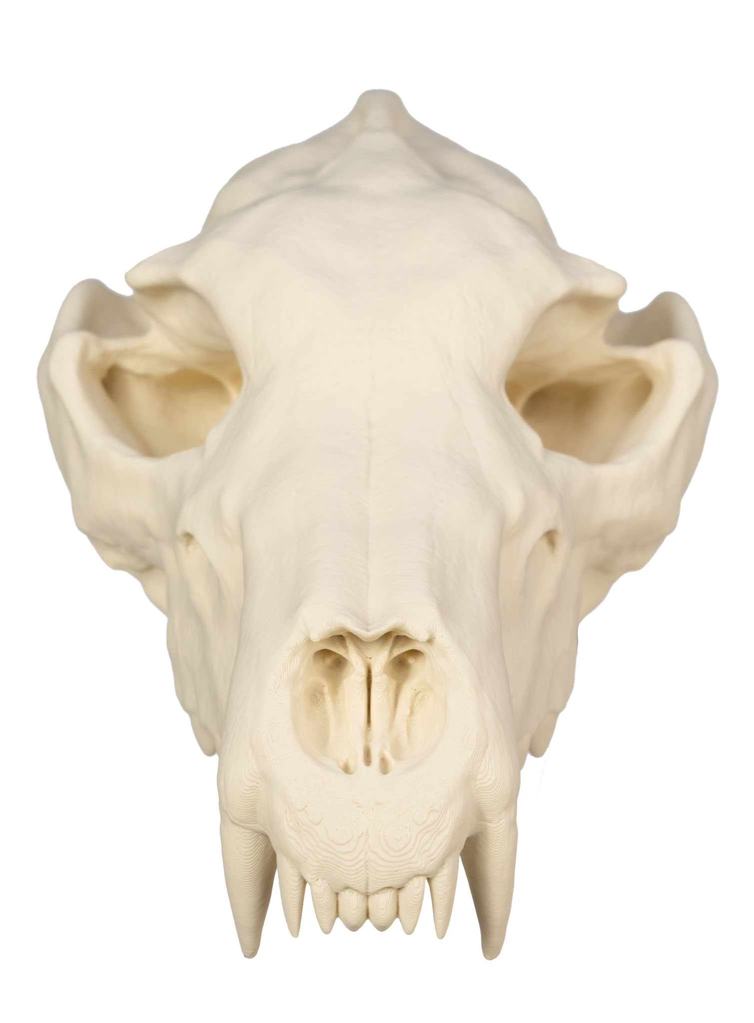 3D-Druck Wolfsschädel zum Selbstbemalen (25 cm)