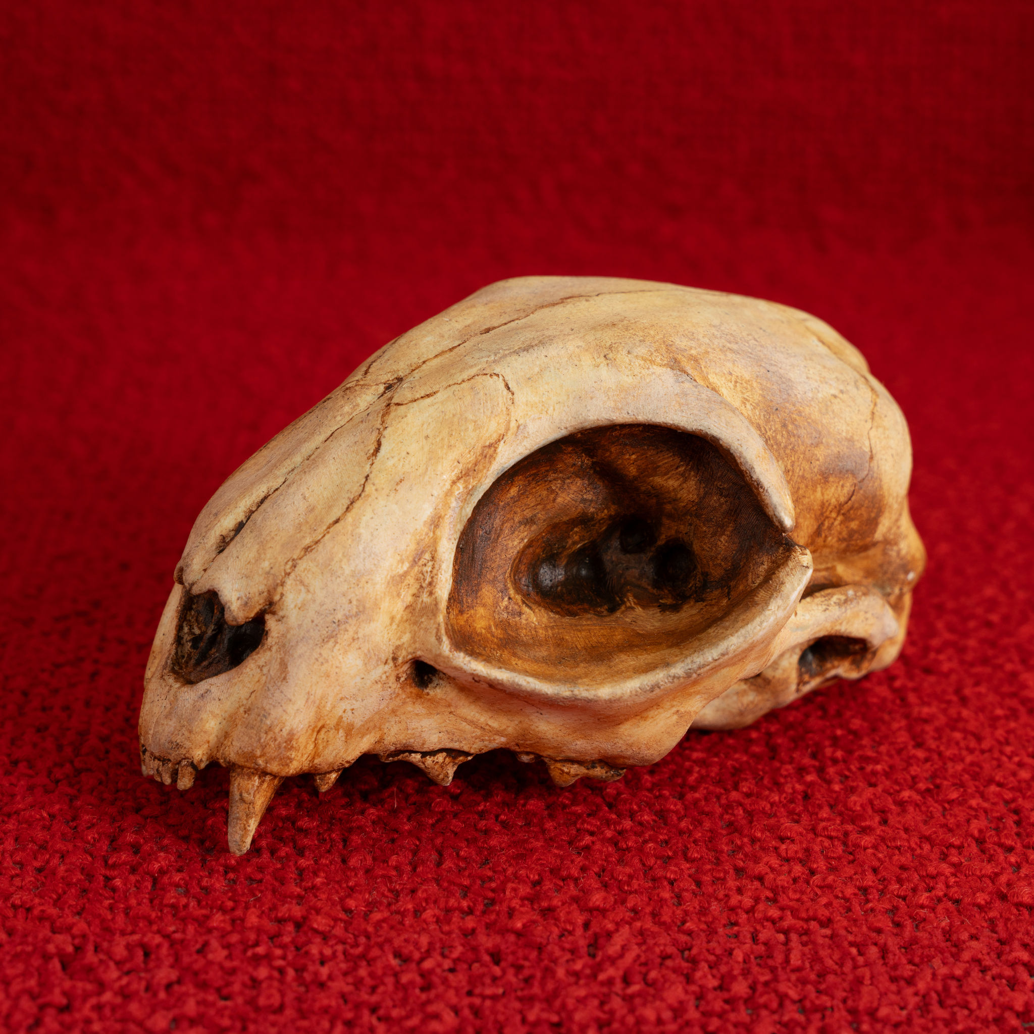 3D-Druck Katzenschädel zum Selbstbemalen (12cm)