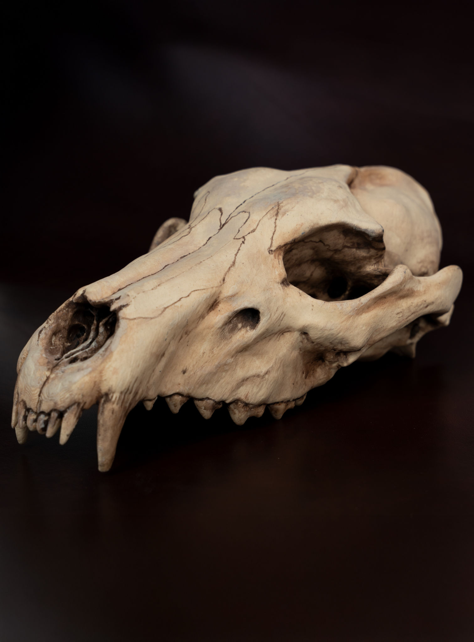 3D-Druck Wolfsschädel zum Selbstbemalen (25 cm)