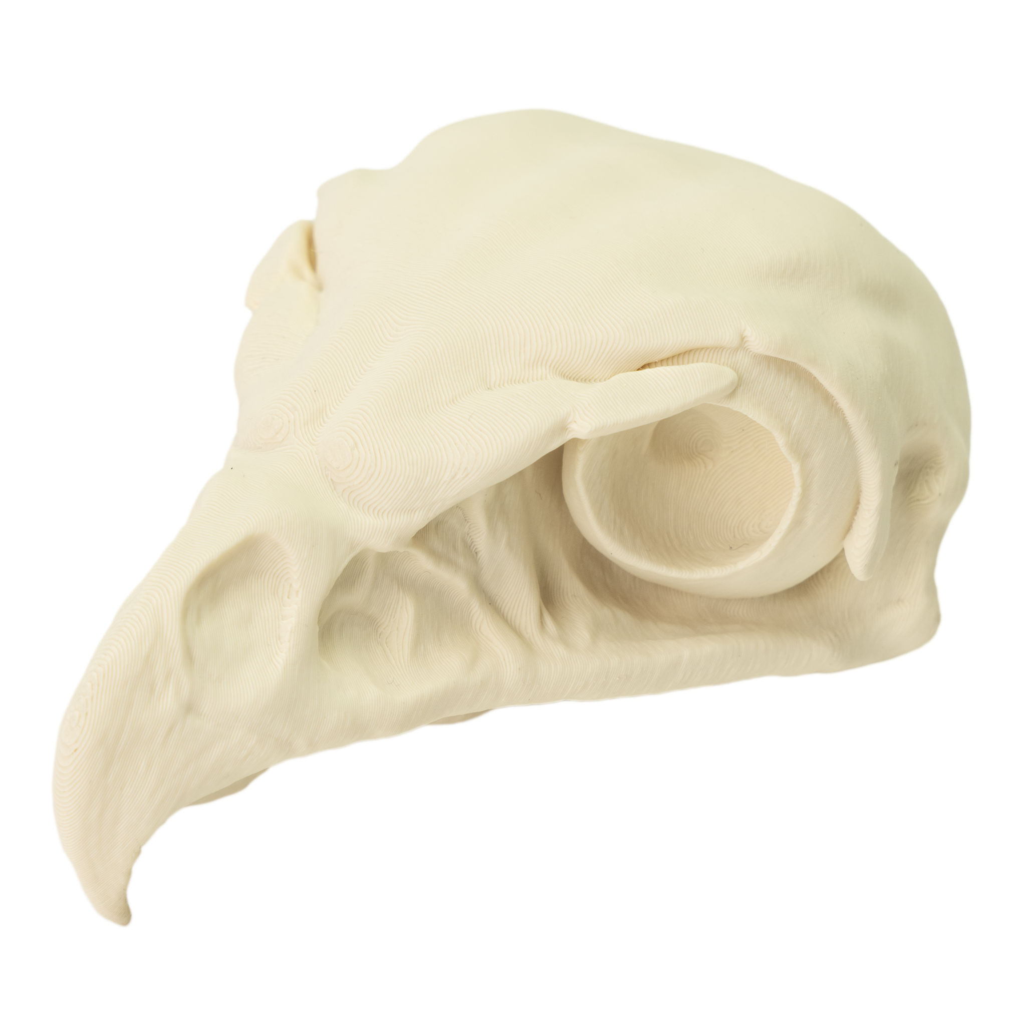 3D-Druck Falkenschädel zum Selbstbemalen (11cm)