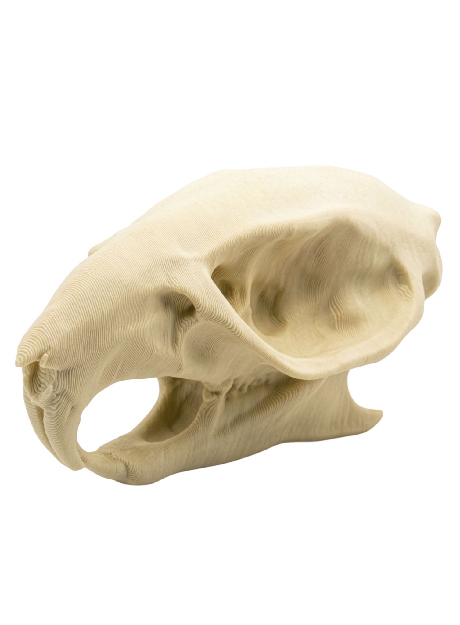 3D-Druck Rattenschädel zum Selbstbemalen (7cm)