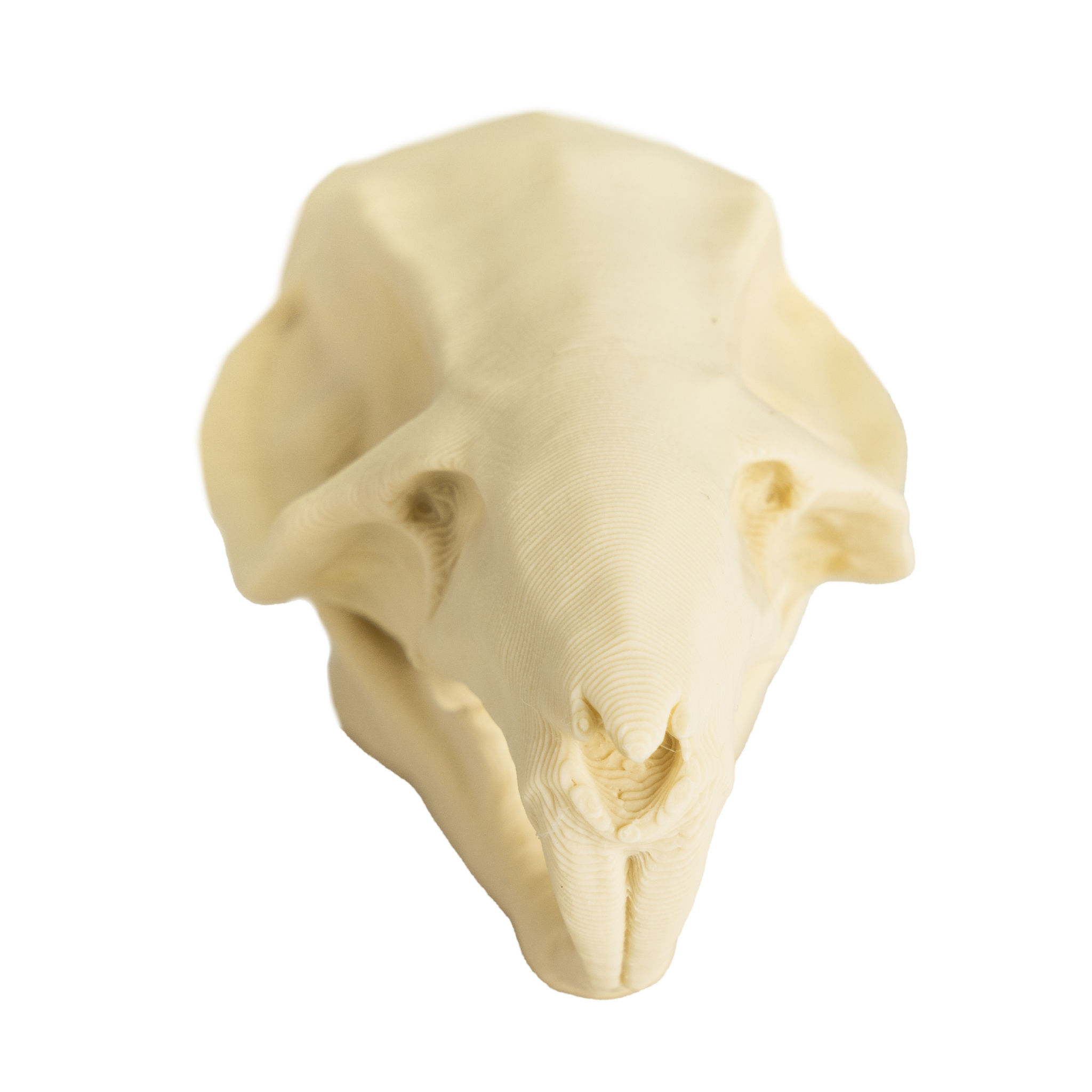3D-Druck Rattenschädel zum Selbstbemalen (7cm)
