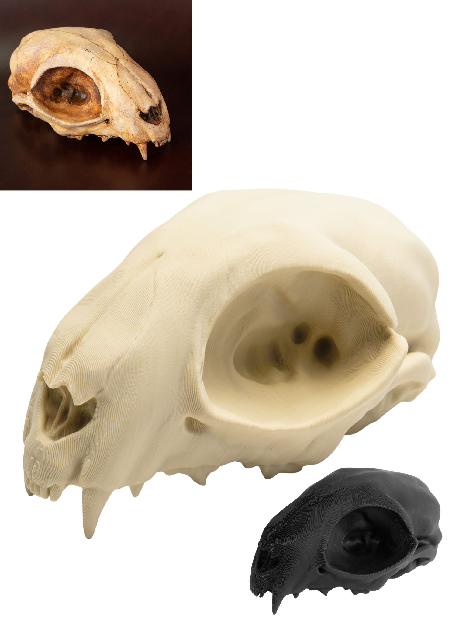 3D-Druck Katzenschädel zum Selbstbemalen (12cm)