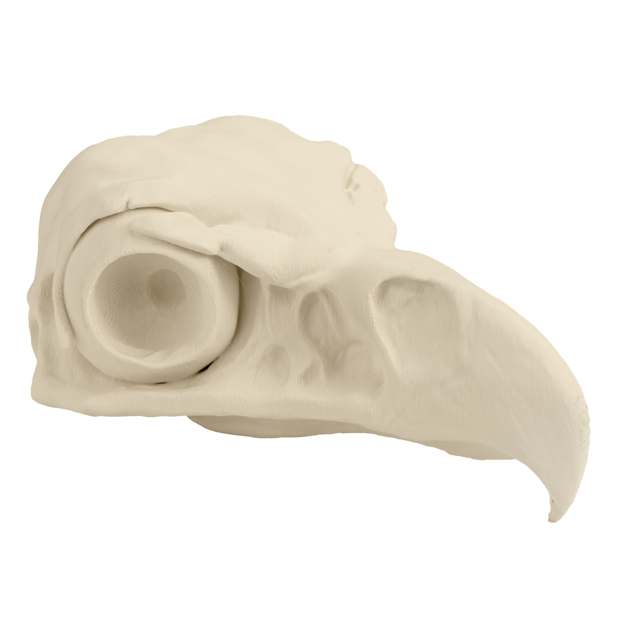 3D-Druck Adlerschädel zum Selbstbemalen (16 cm)