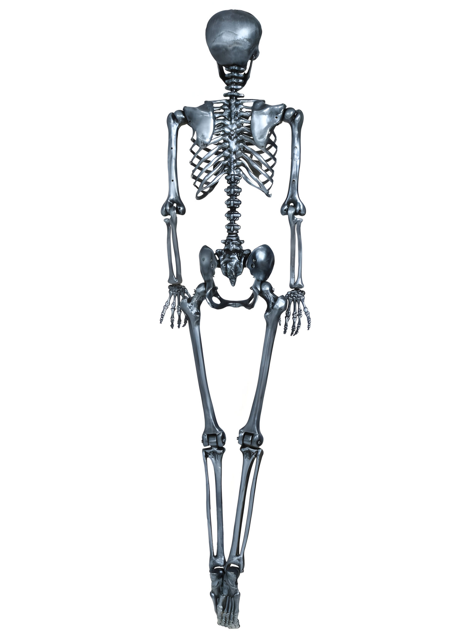 Silbernes Skelett Marius – Halloweendeko 160 cm