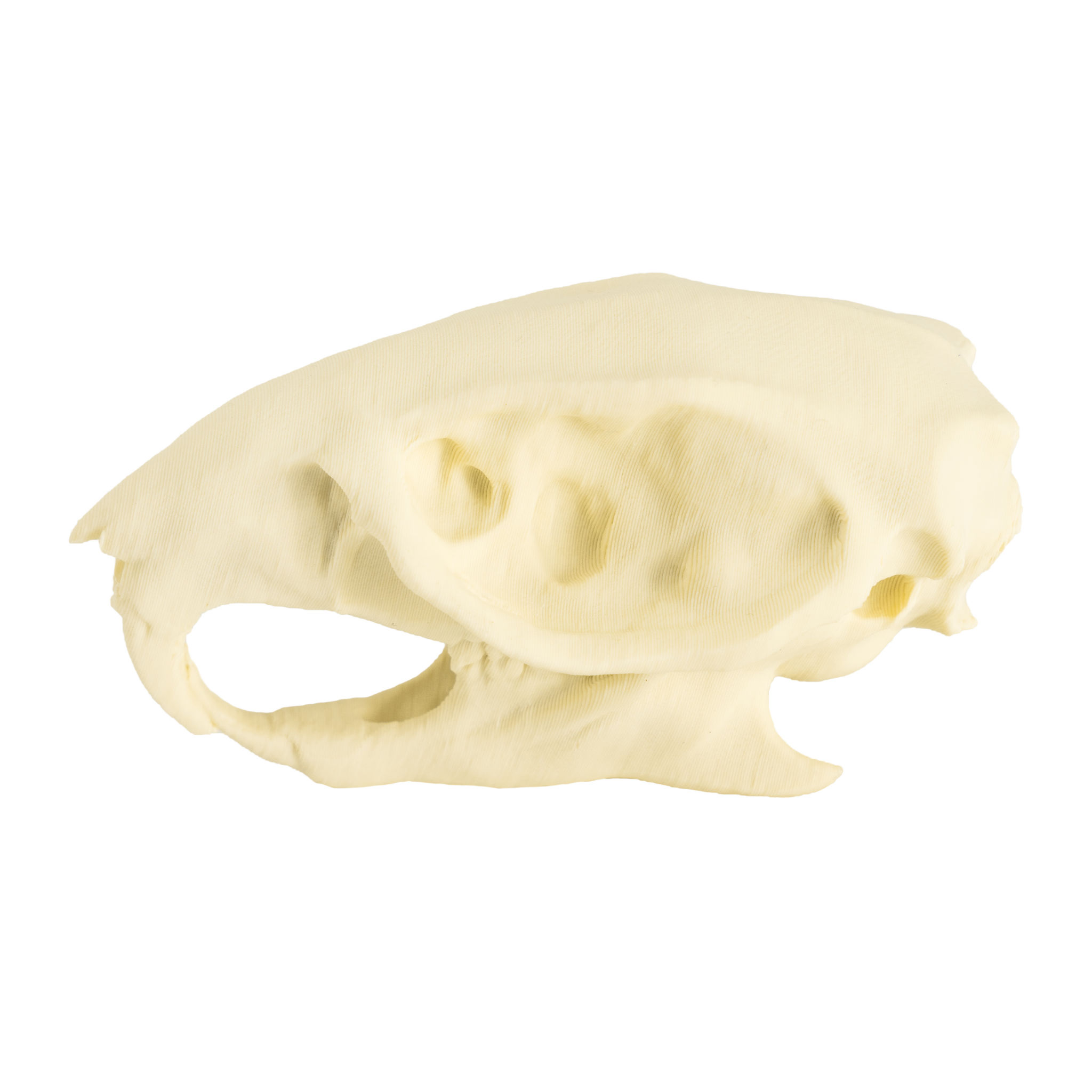 3D-Druck Rattenschädel zum Selbstbemalen (7cm)