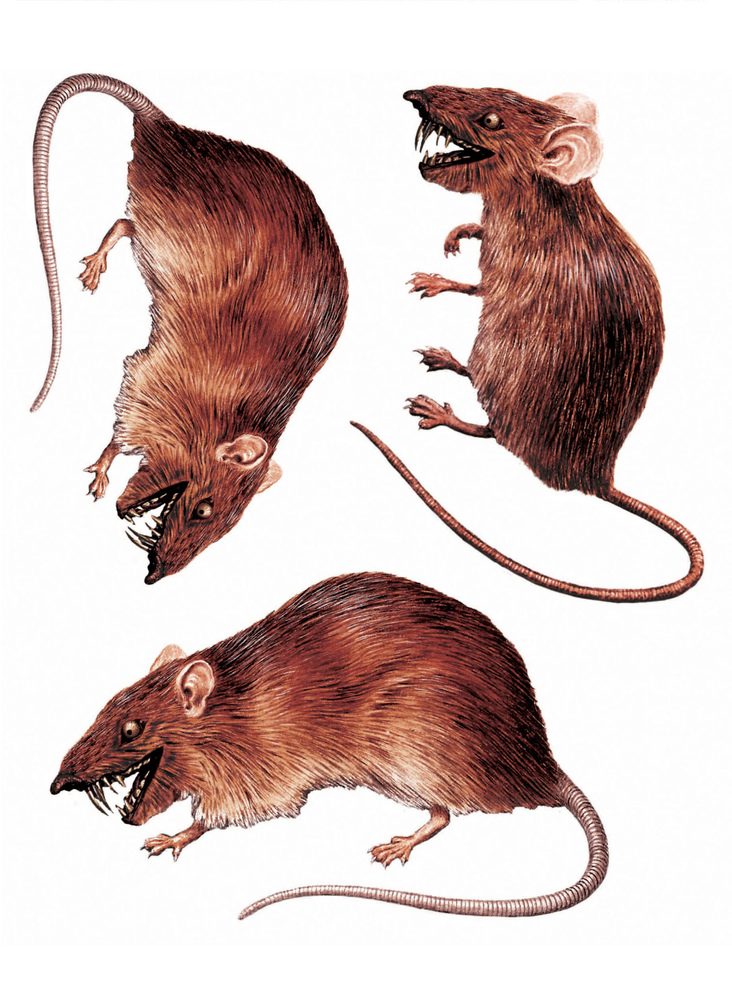 3D Ratten Sticker-Set Halloween Deko