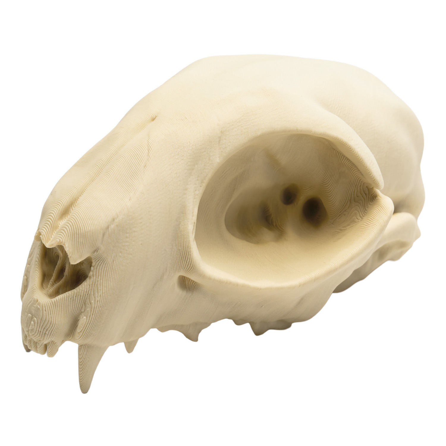 3D-Druck Katzenschädel zum Selbstbemalen (12cm)