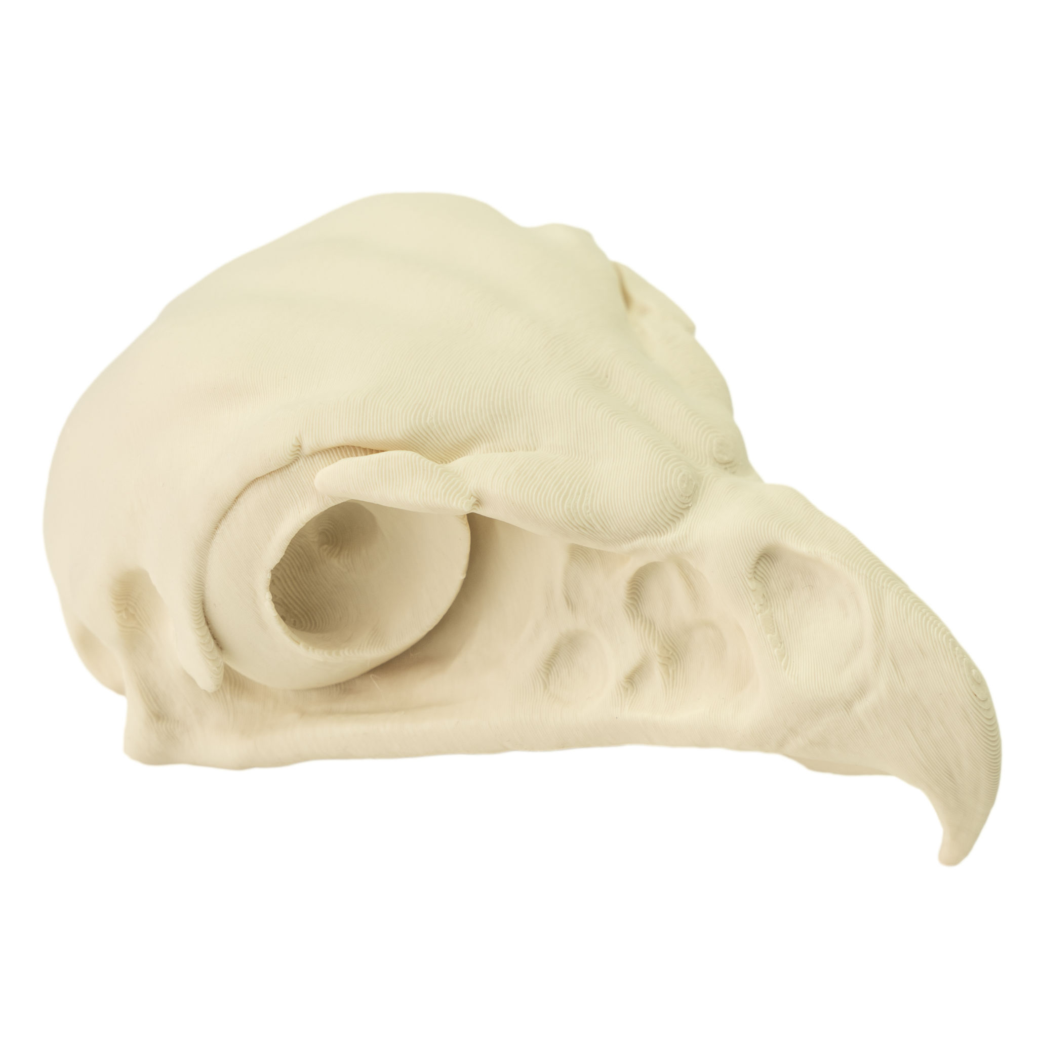 3D-Druck Falkenschädel zum Selbstbemalen (11cm)