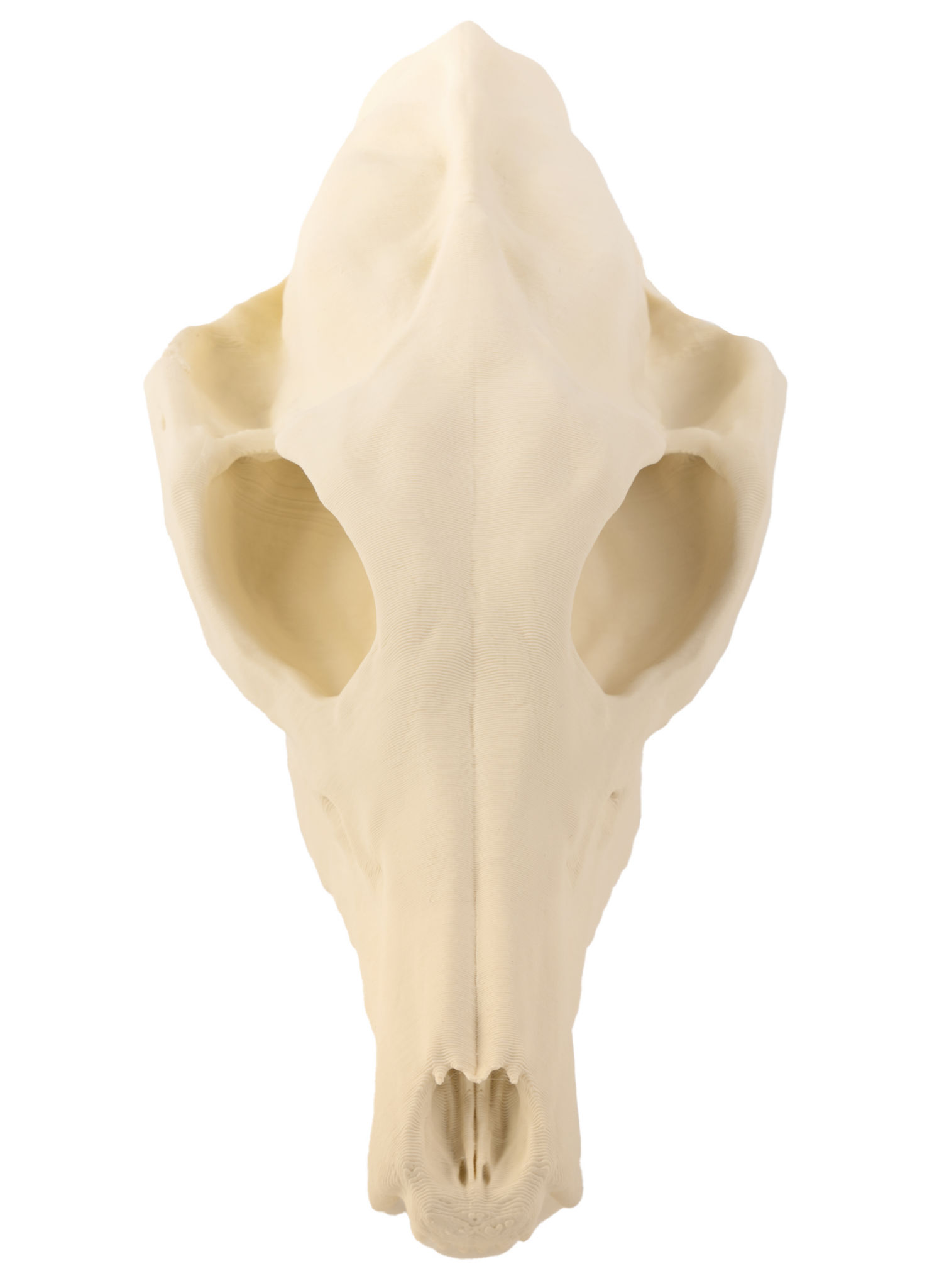 3D-Druck Fuchsschädel zum Selbstbemalen (16 cm)