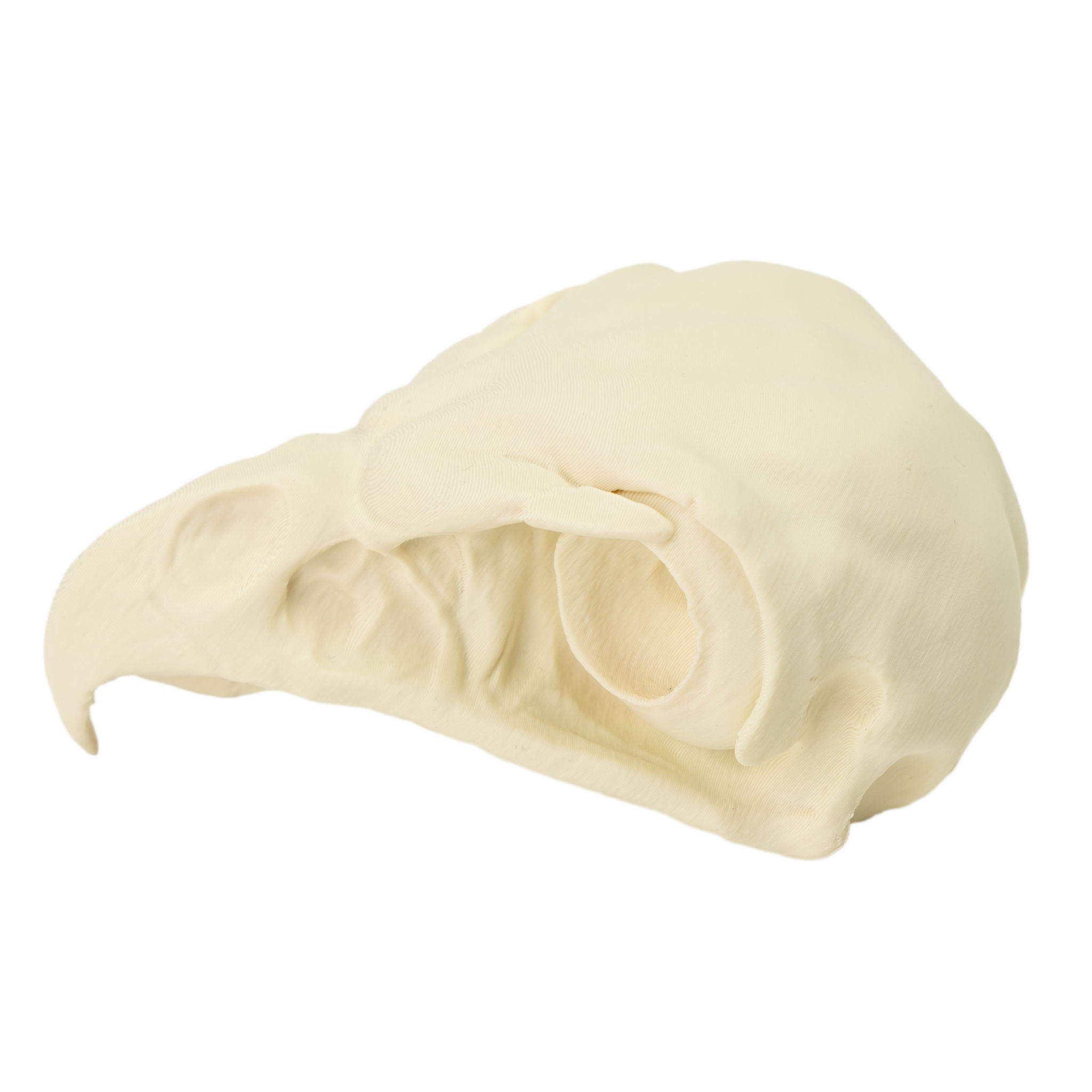 3D-Druck Falkenschädel zum Selbstbemalen (11cm)