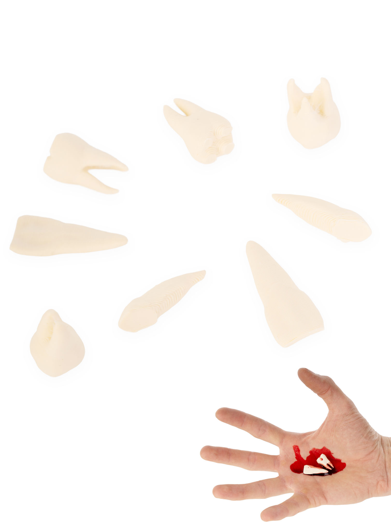 3D-Druck - 8 Stk. menschliche Zähne mit Schraubdose