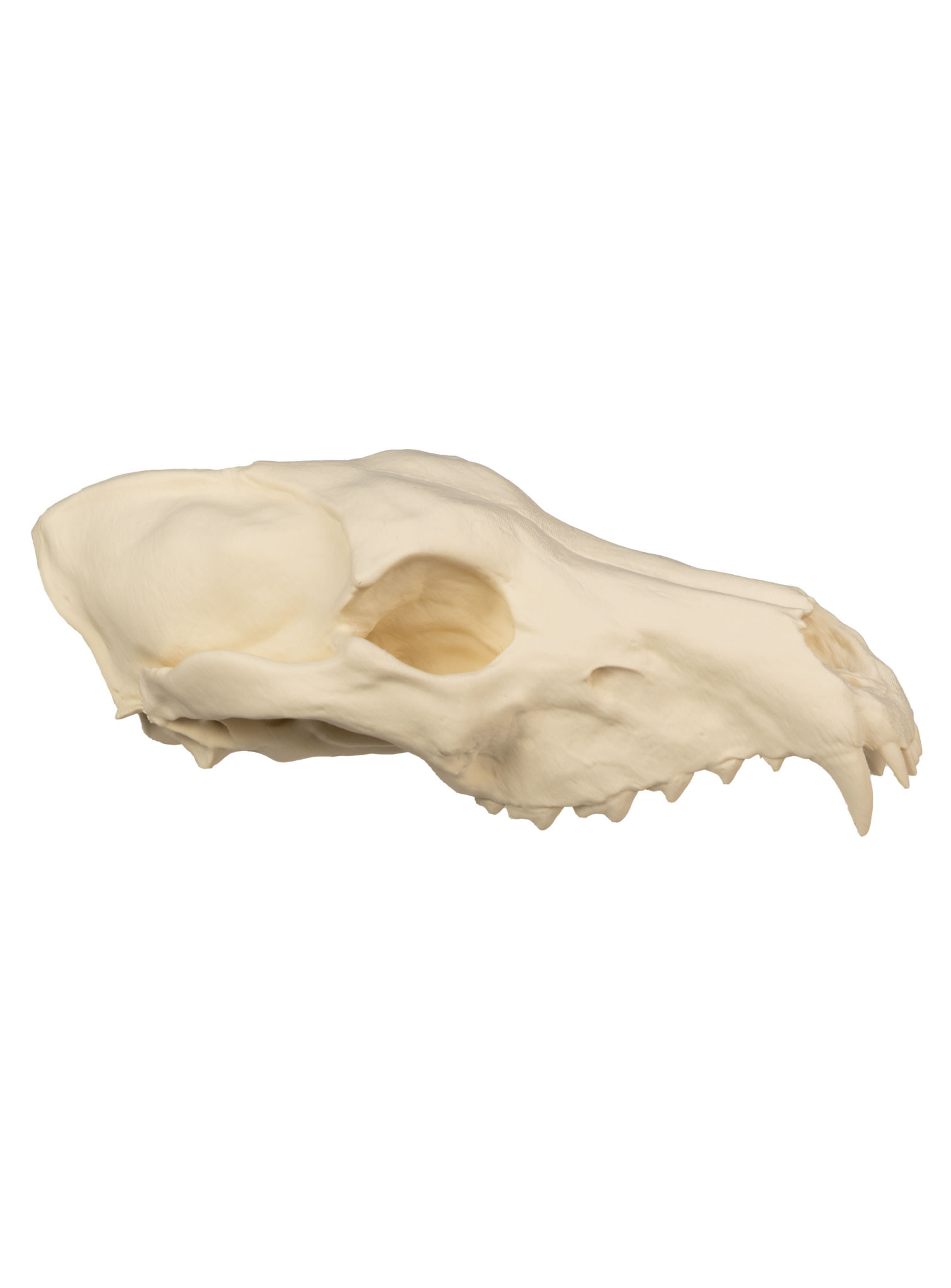 3D-Druck Wolfsschädel zum Selbstbemalen (25 cm)