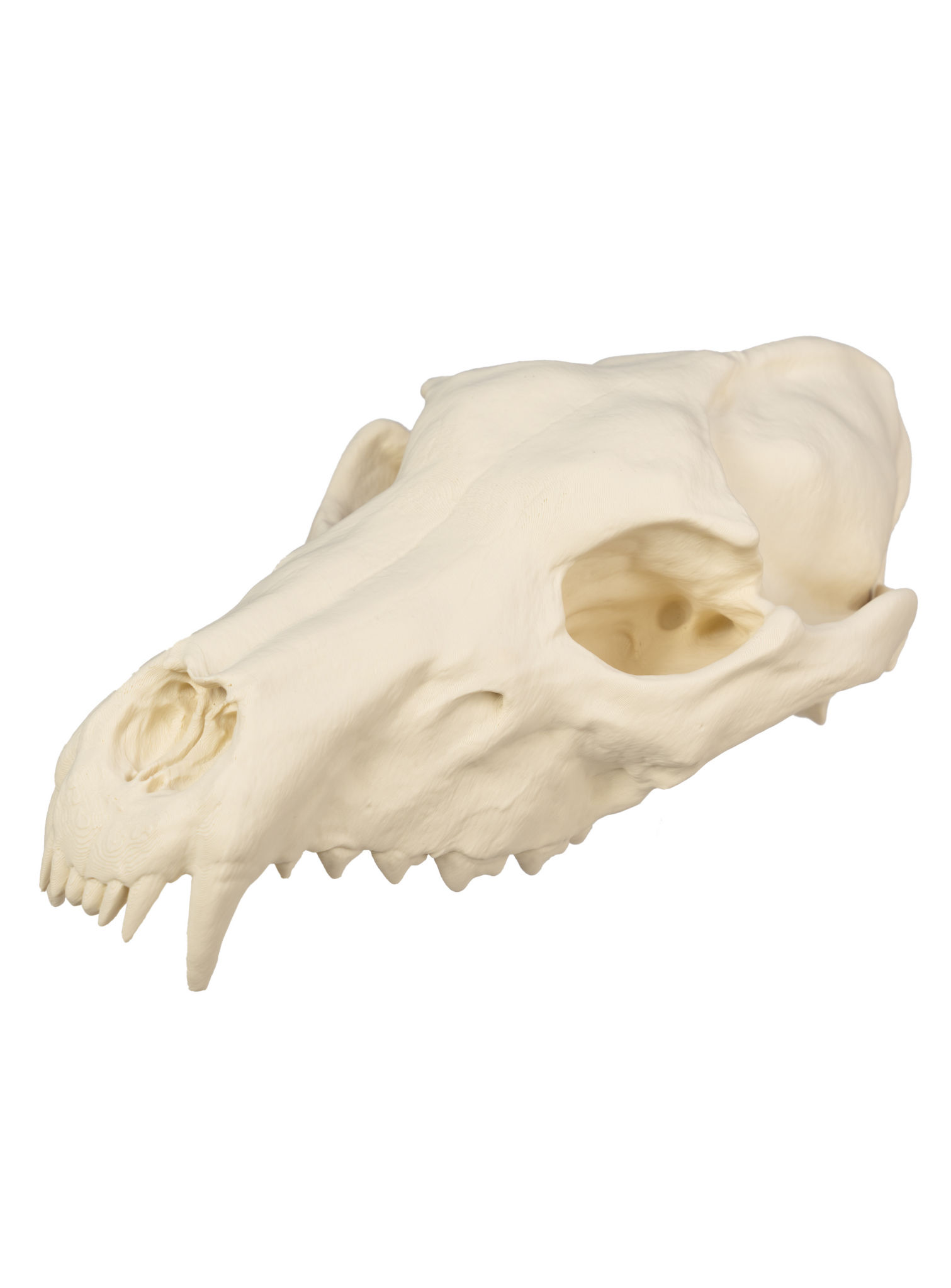 3D-Druck Wolfsschädel zum Selbstbemalen (25 cm)