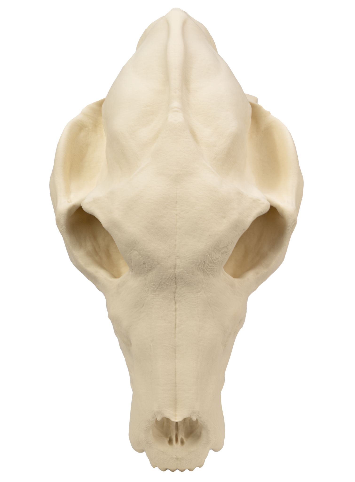 3D-Druck Wolfsschädel zum Selbstbemalen (25 cm)