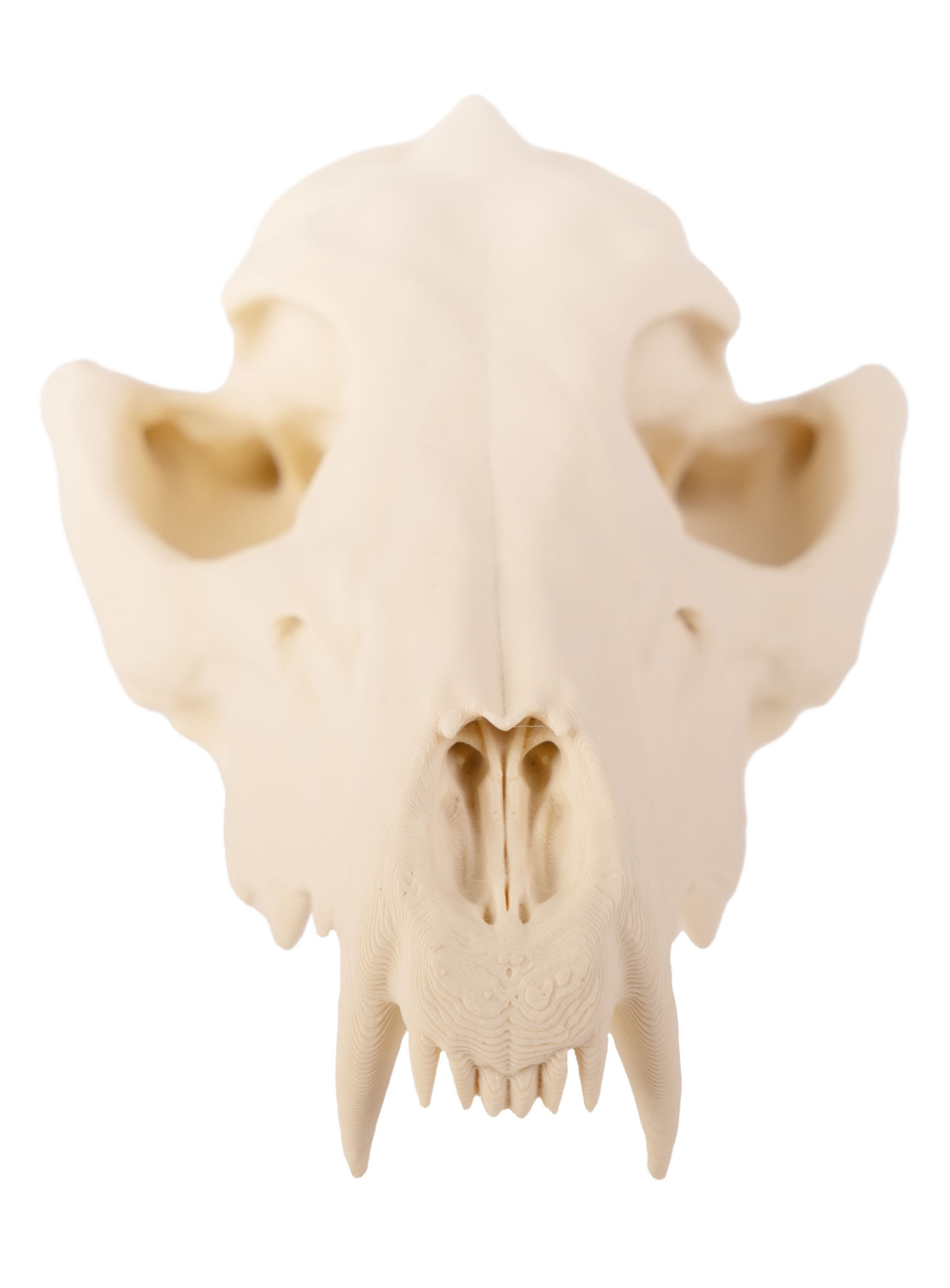 3D-Druck Fuchsschädel zum Selbstbemalen (16 cm)