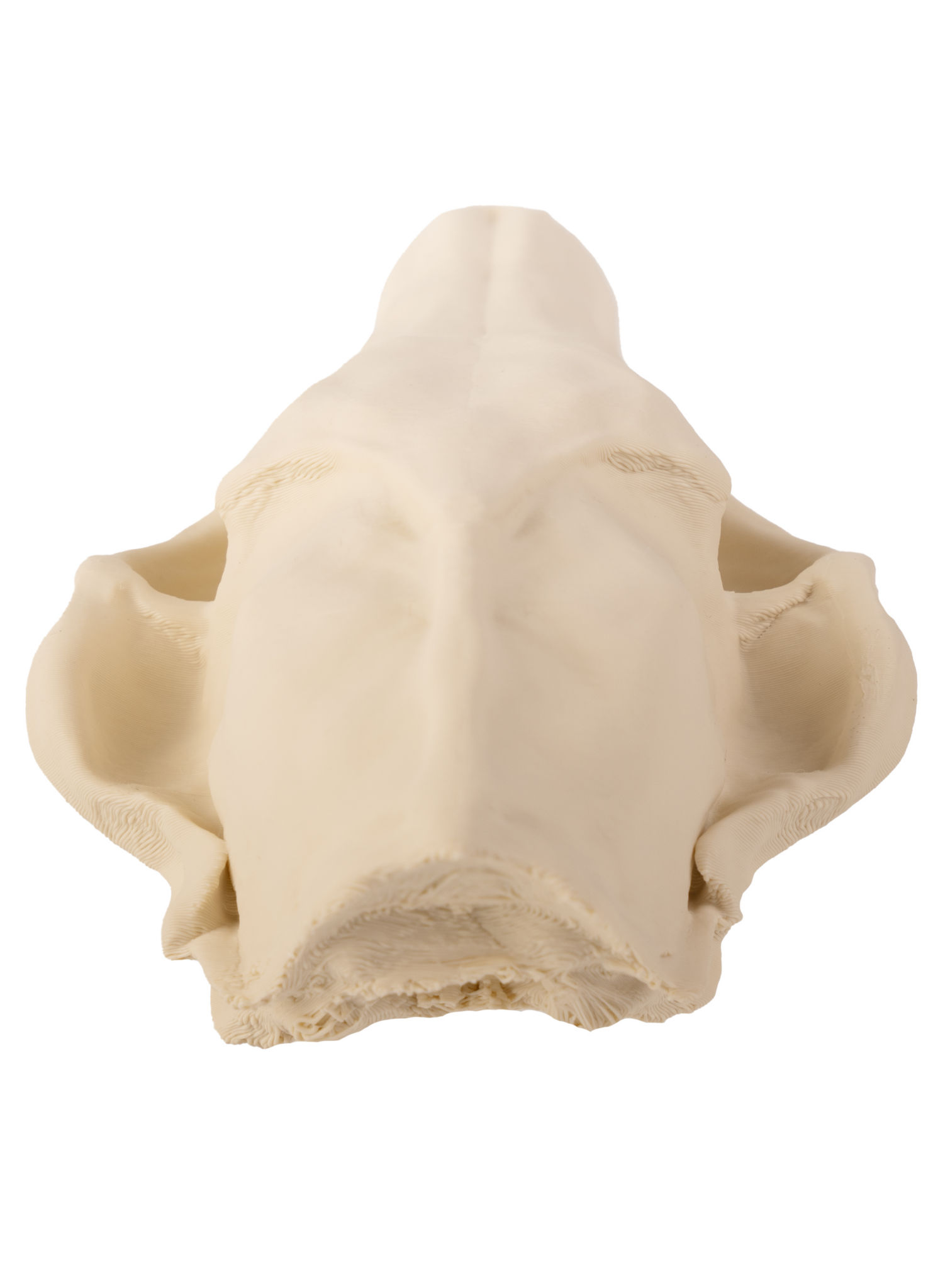 3D-Druck Fuchsschädel zum Selbstbemalen (16 cm)