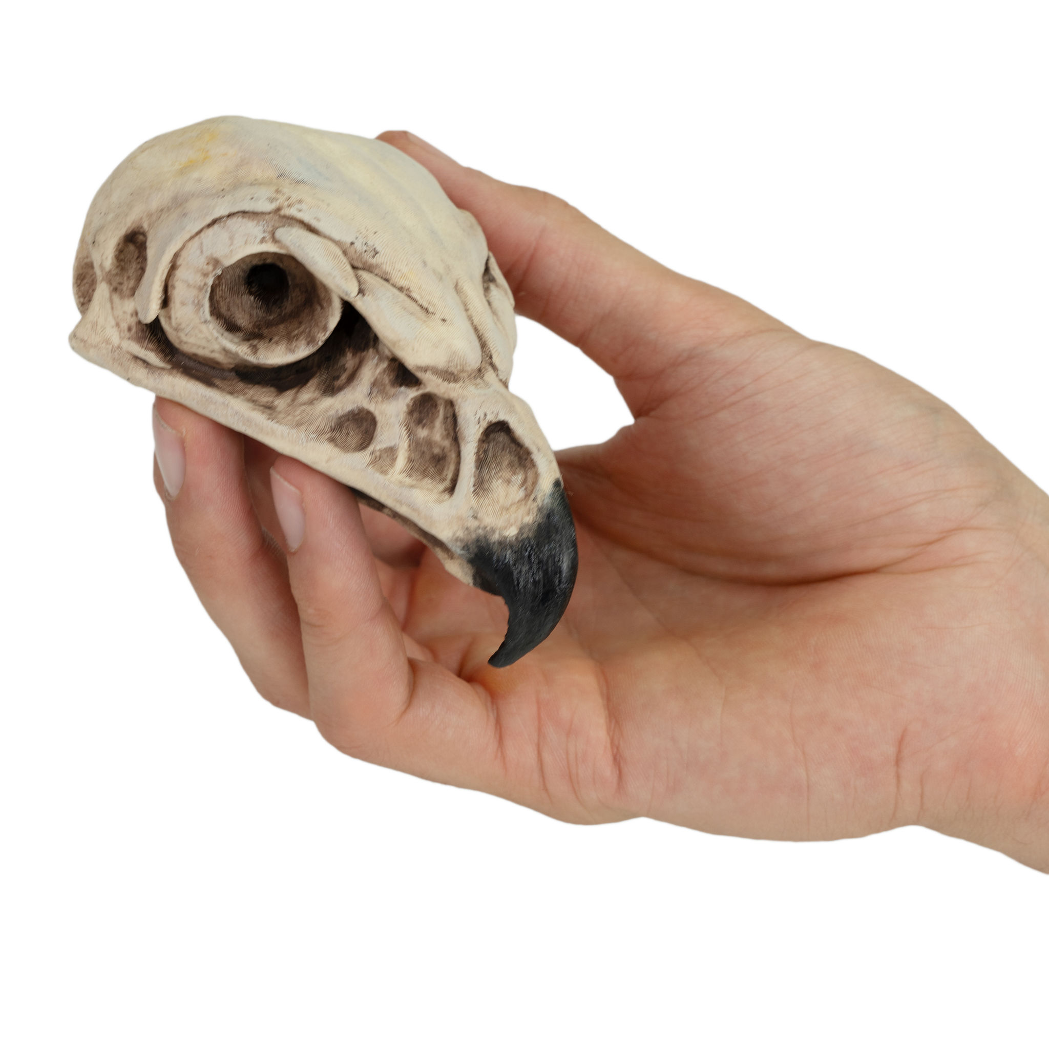 3D-Druck Falkenschädel zum Selbstbemalen (11cm)
