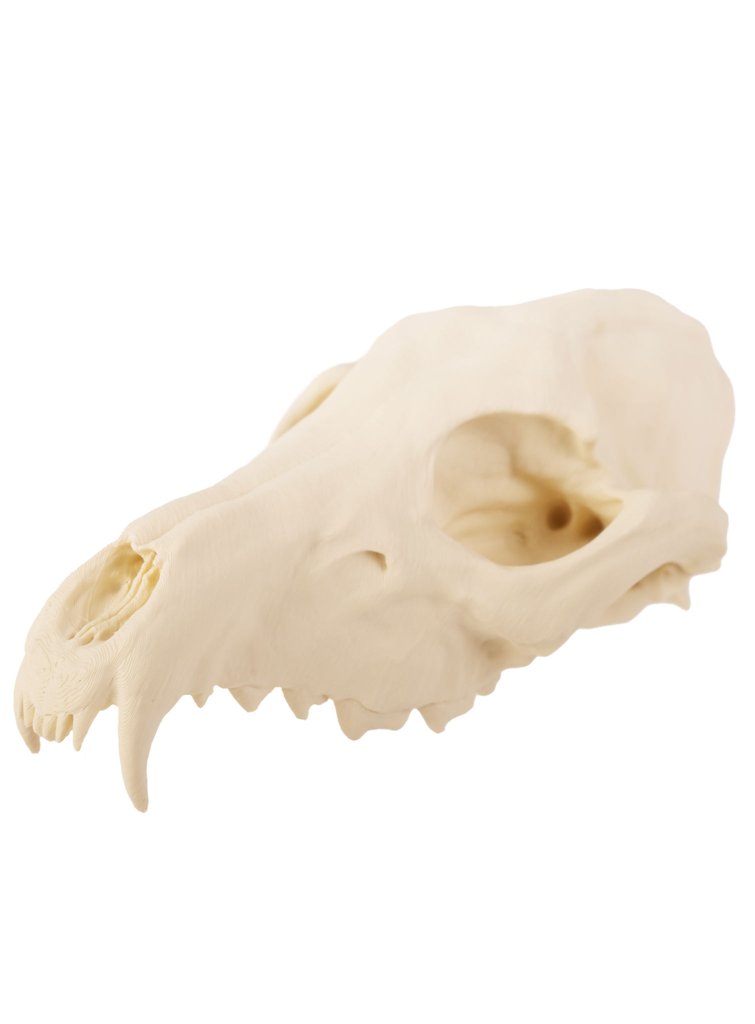 3D-Druck Fuchsschädel zum Selbstbemalen (16 cm)