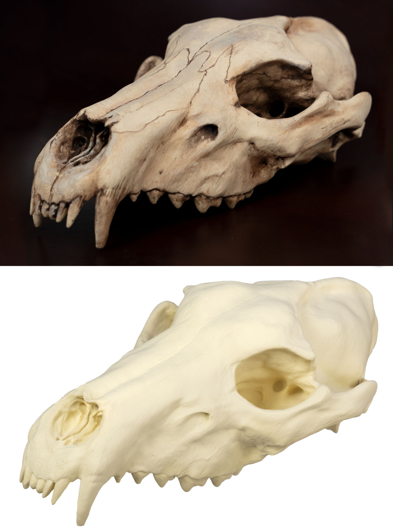 3D-Druck Wolfsschädel zum Selbstbemalen (25 cm)