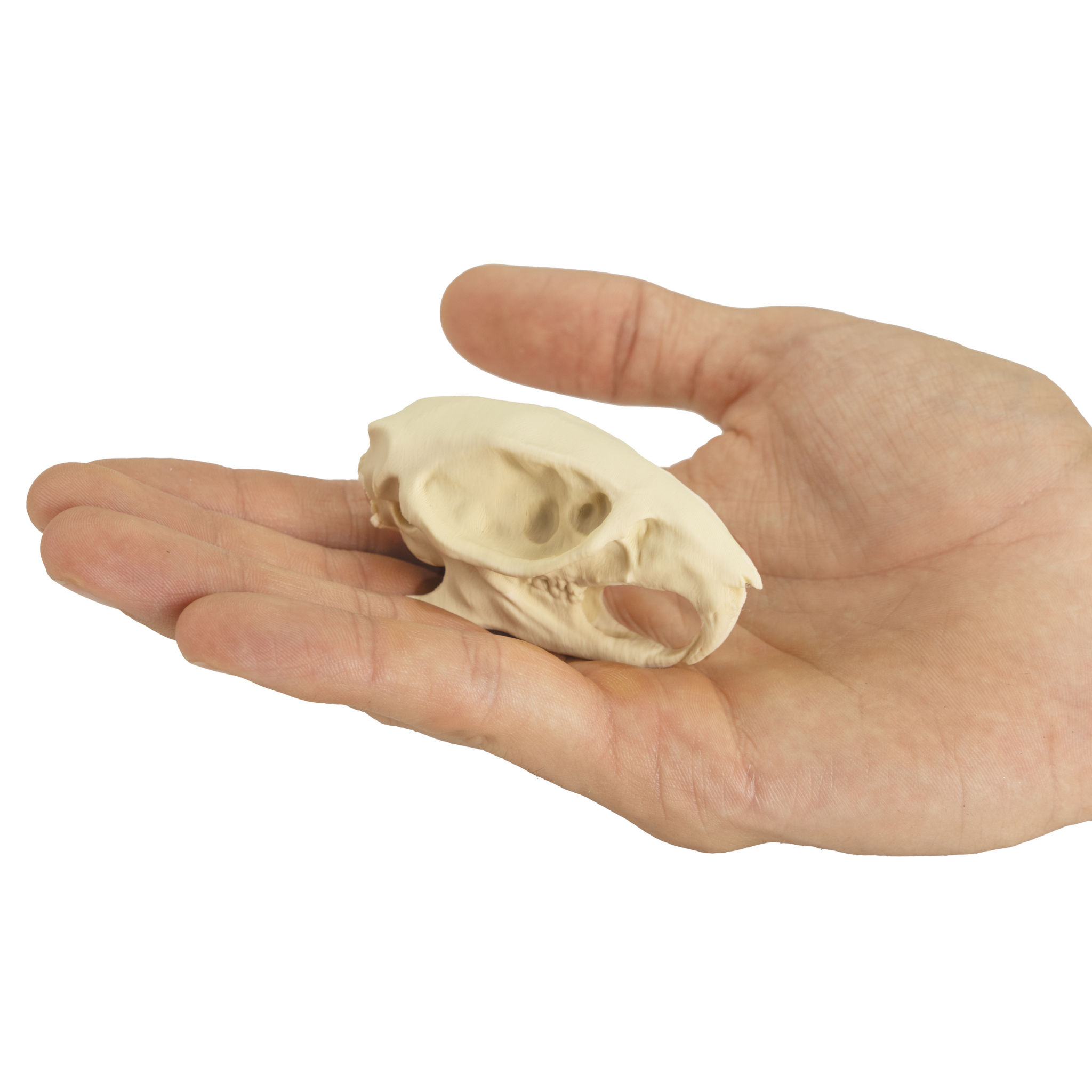 3D-Druck Rattenschädel zum Selbstbemalen (7cm)