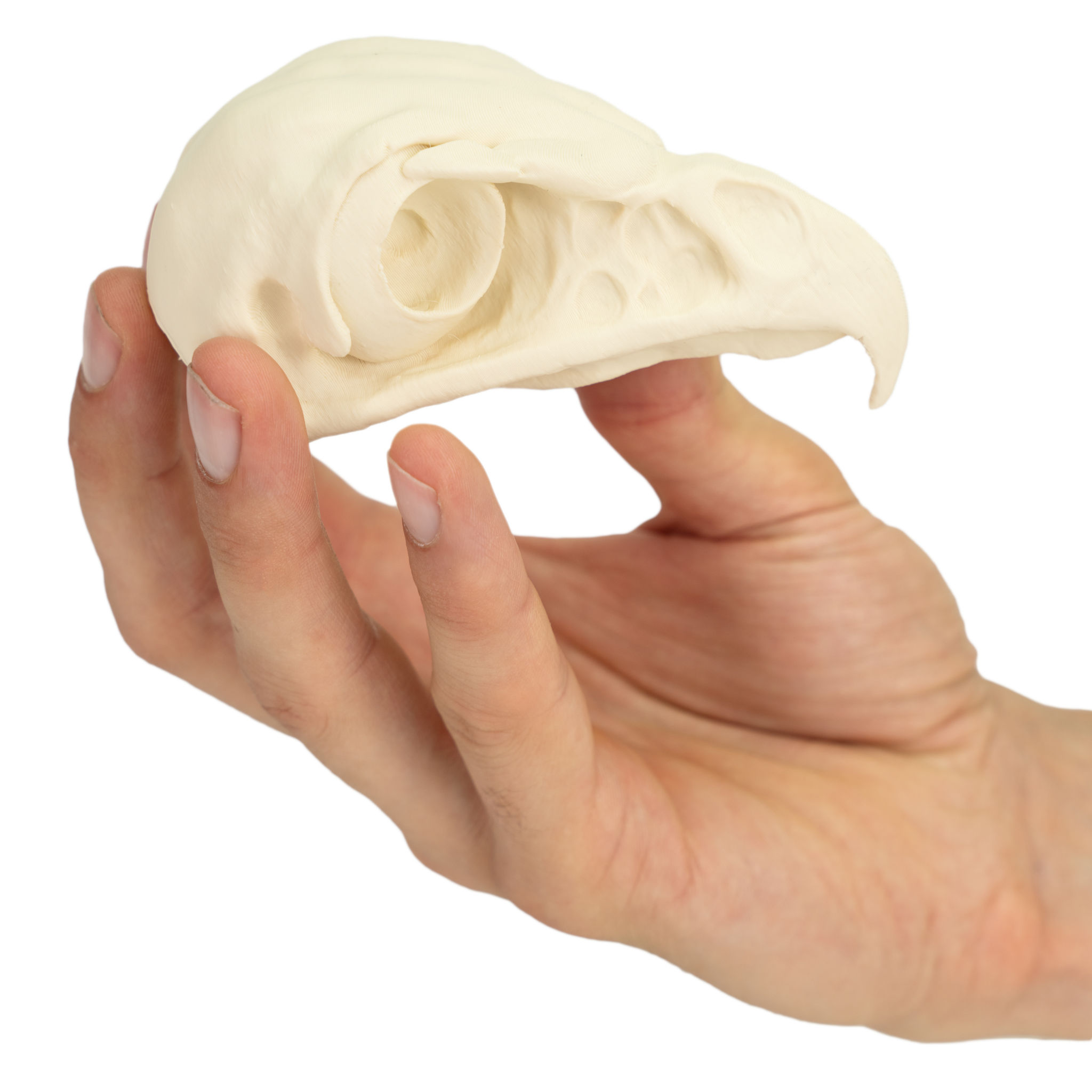 3D-Druck Falkenschädel zum Selbstbemalen (11cm)