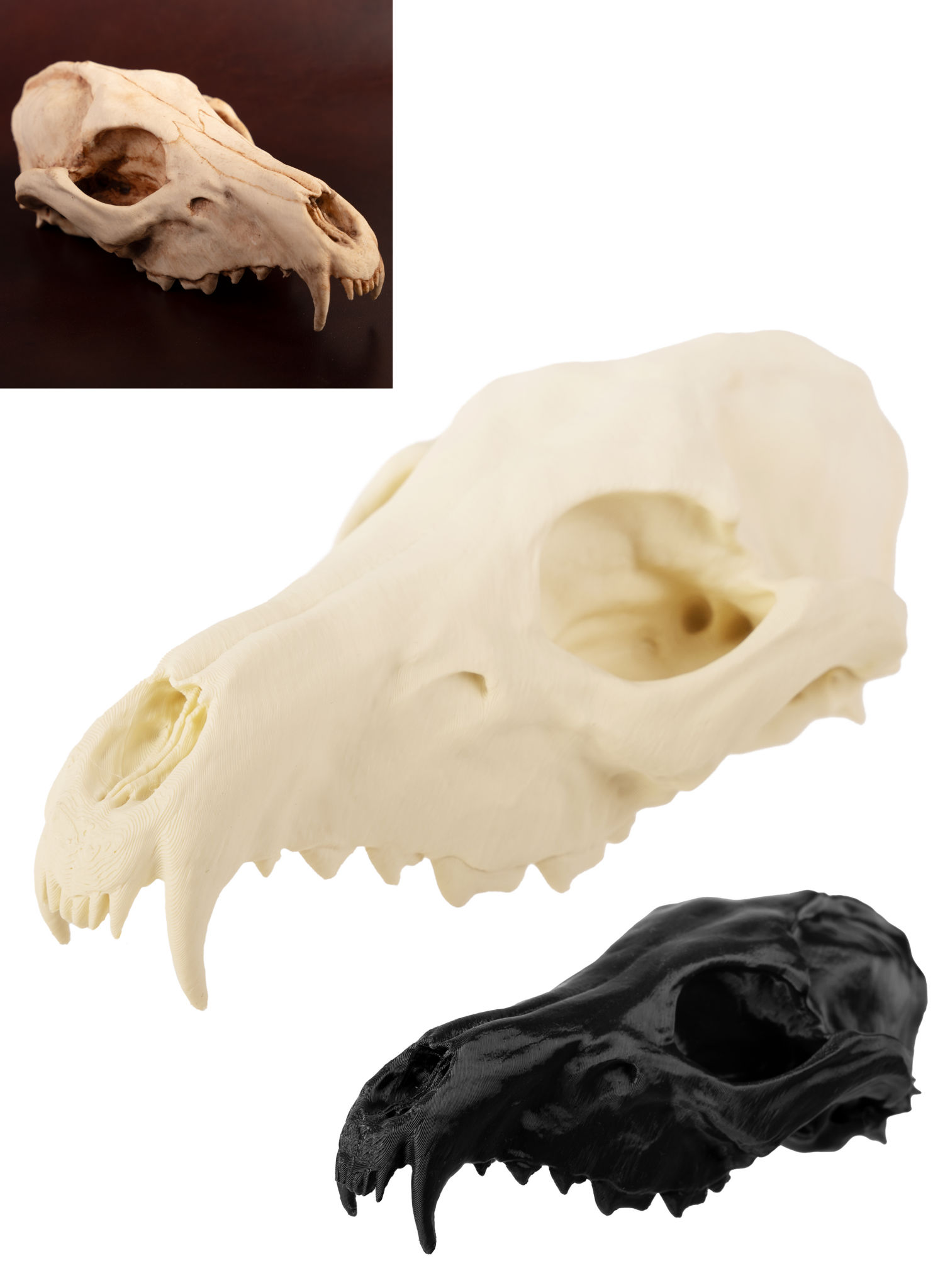 3D-Druck Fuchsschädel zum Selbstbemalen (16 cm)