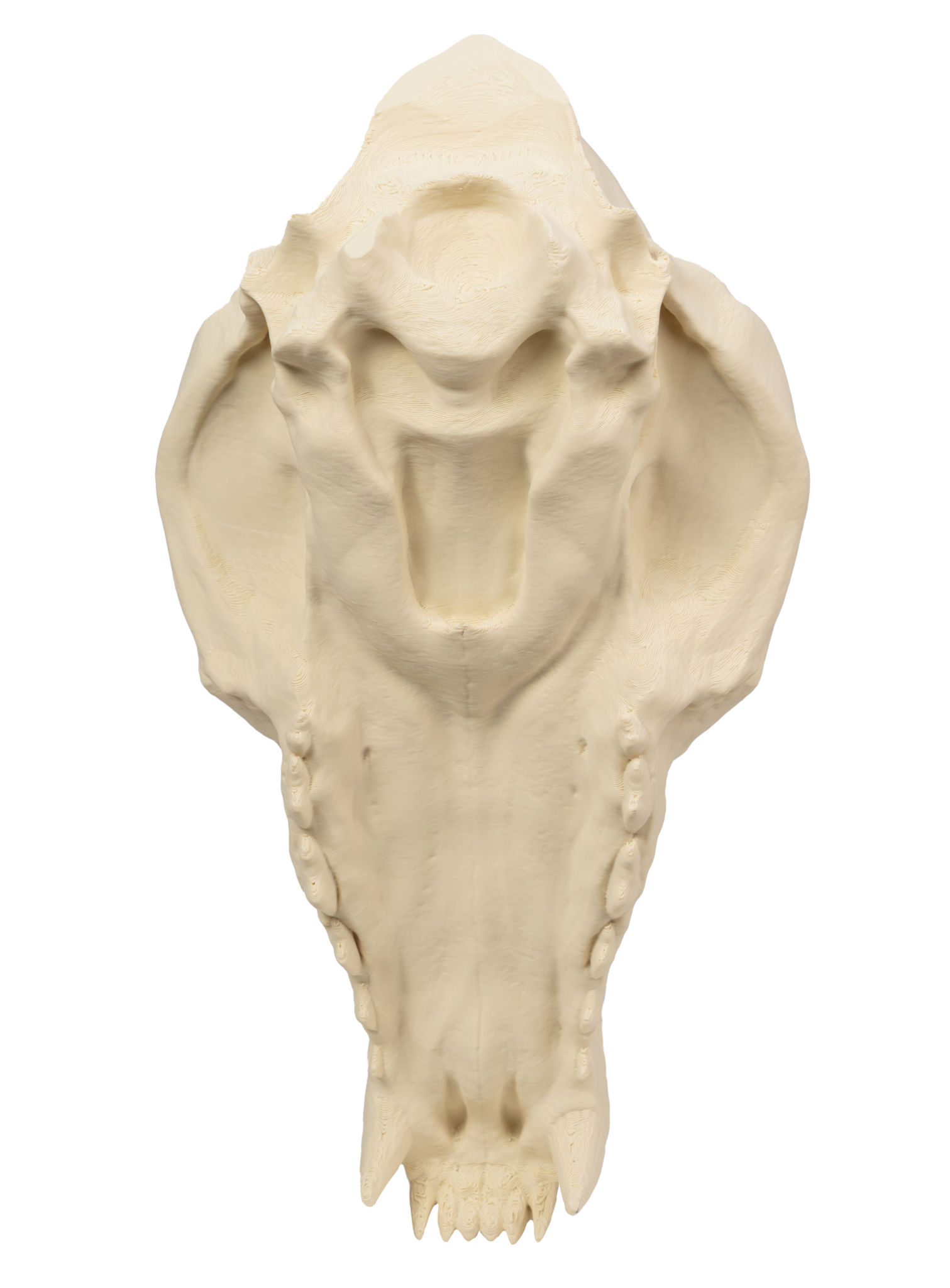 3D-Druck Wolfsschädel zum Selbstbemalen (25 cm)