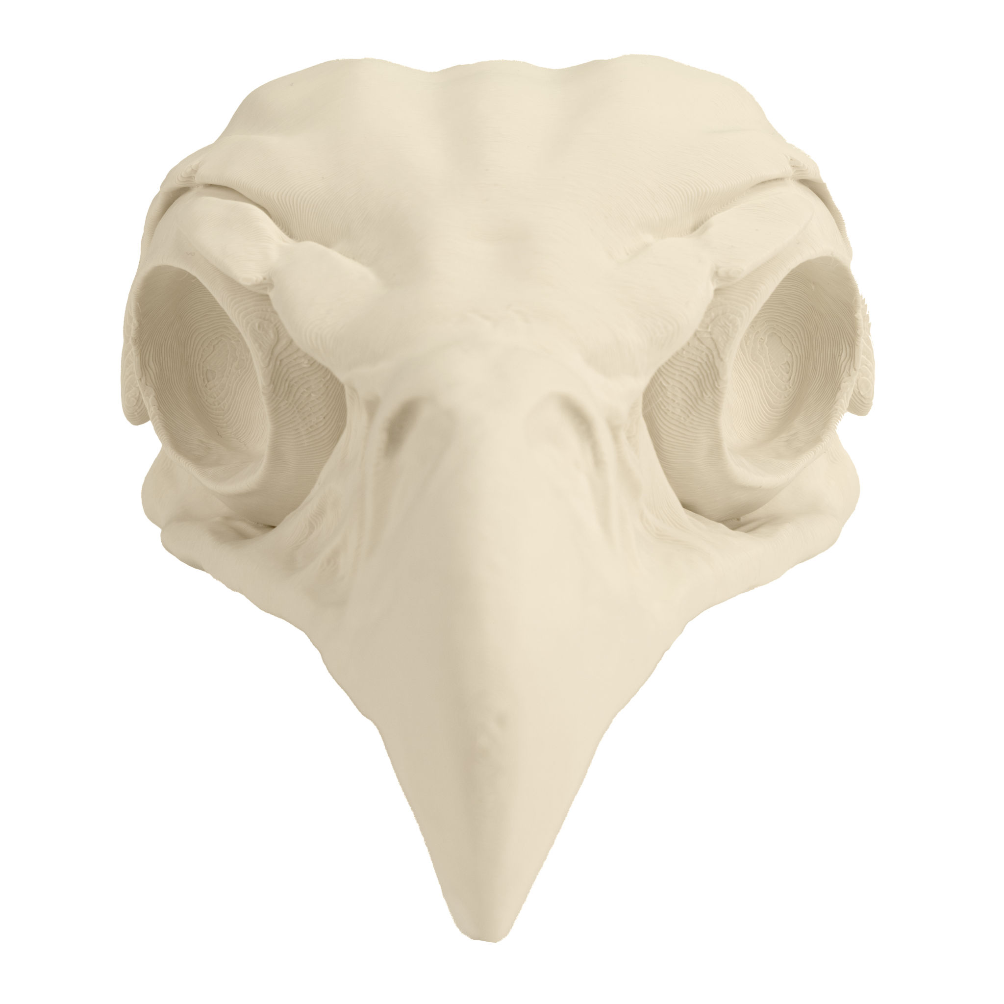 3D-Druck Adlerschädel zum Selbstbemalen (16 cm)