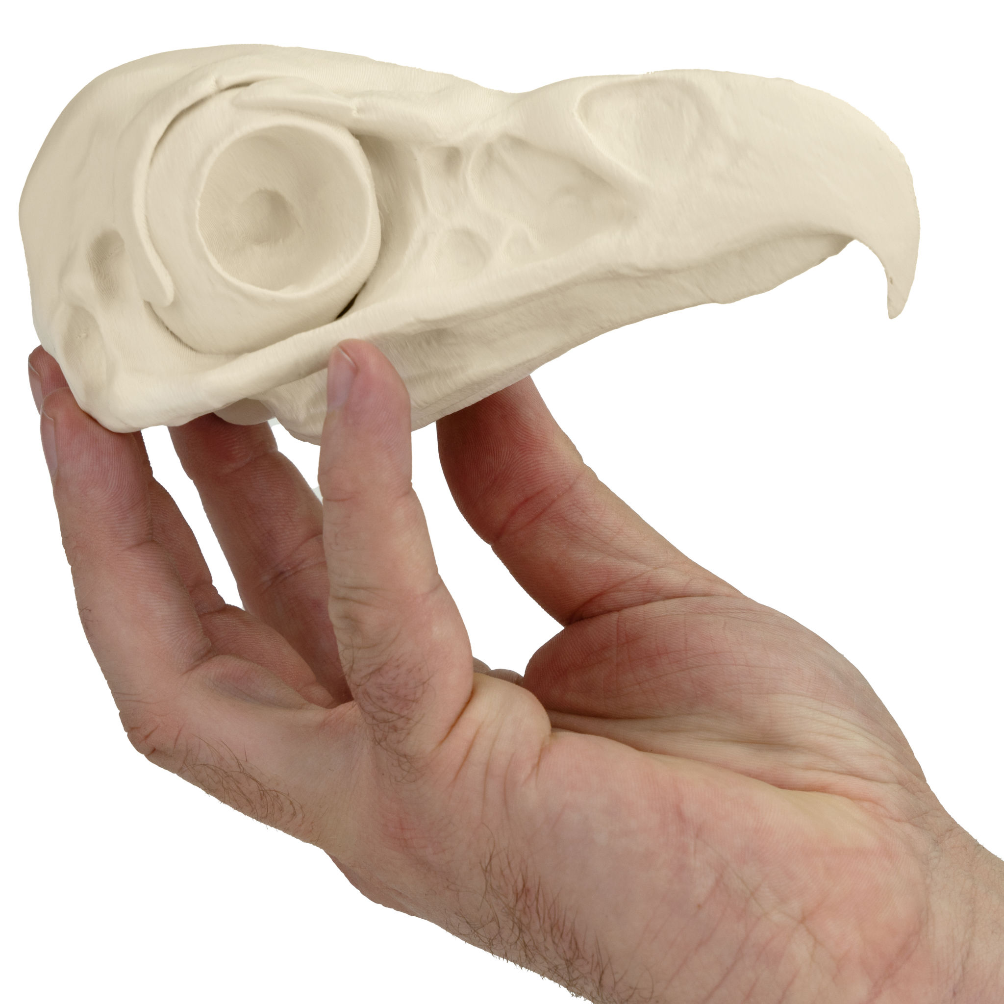 3D-Druck Adlerschädel zum Selbstbemalen (16 cm)