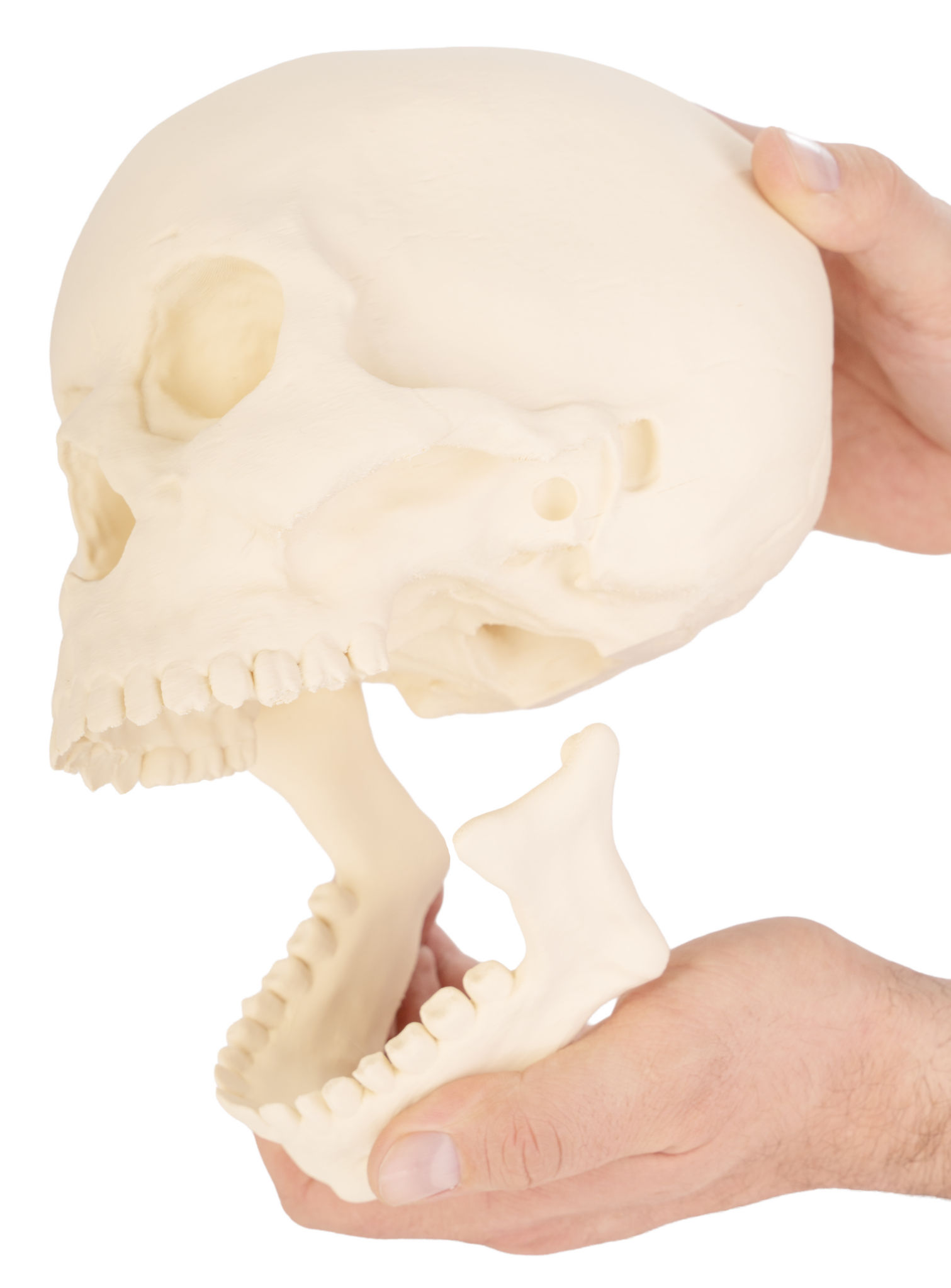 3D-Druck - Menschenschädel mit beweglichem Kiefer zum Bemalen
