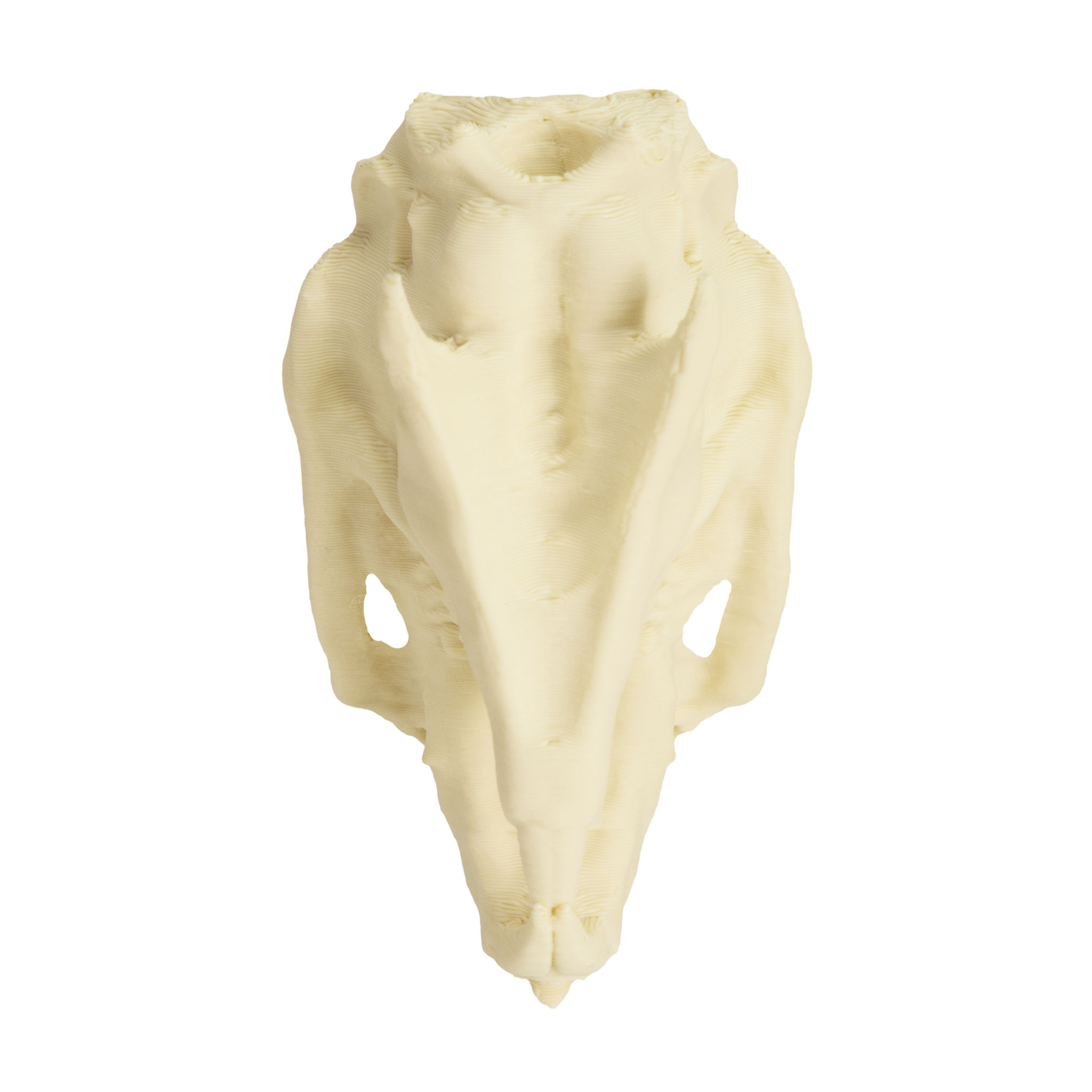 3D-Druck Rattenschädel zum Selbstbemalen (7cm)