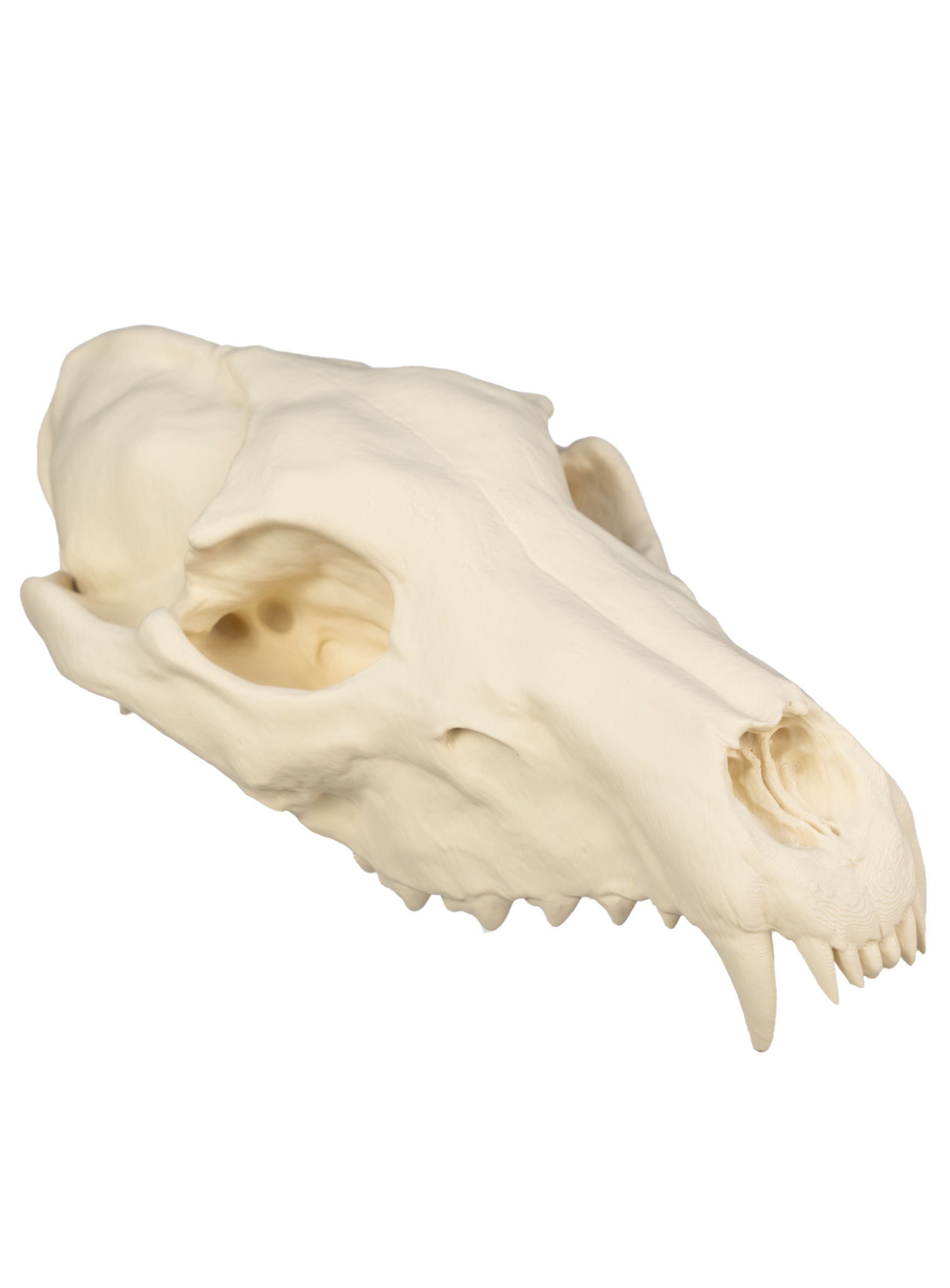 3D-Druck Wolfsschädel zum Selbstbemalen (25 cm)