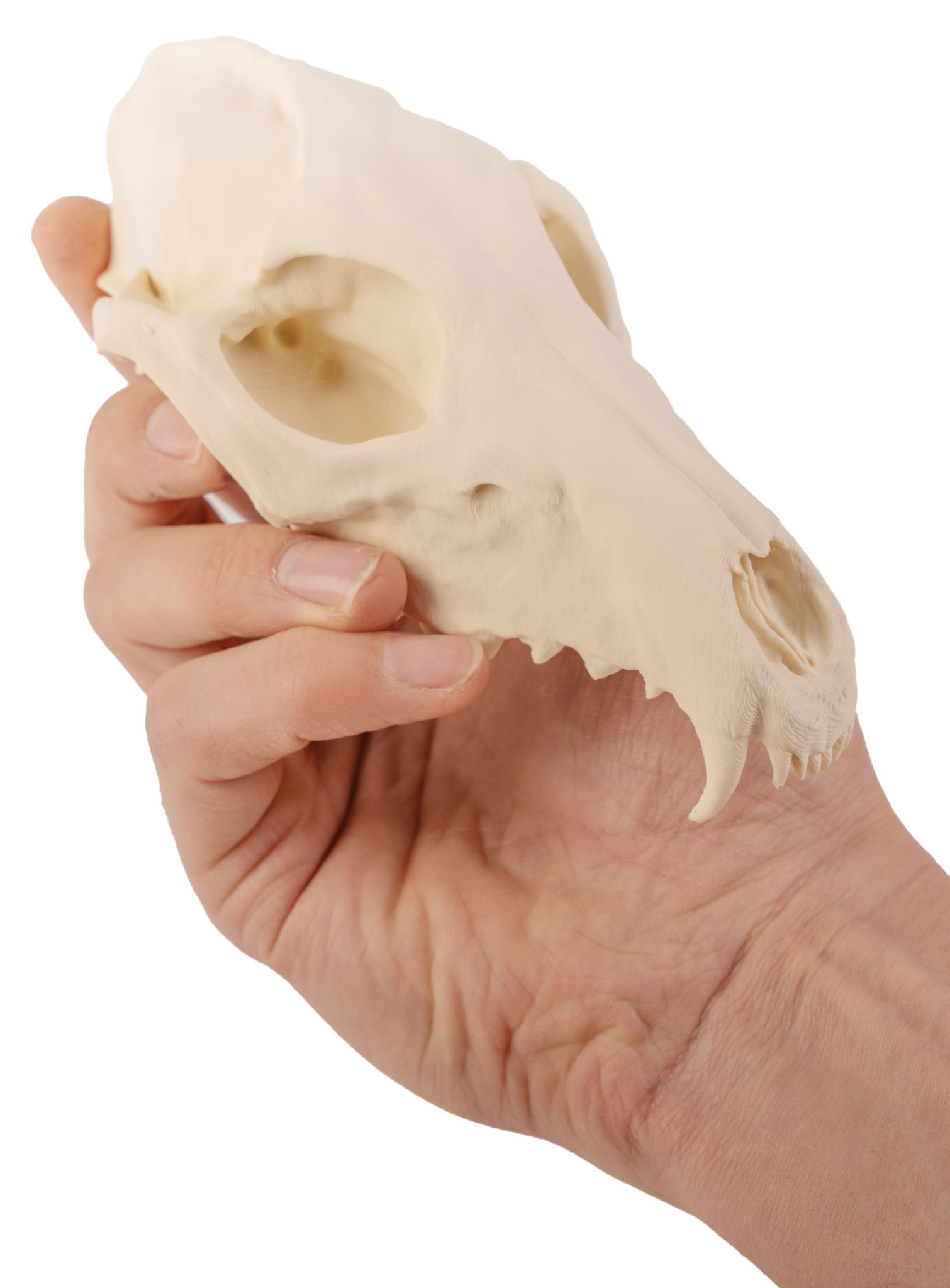 3D-Druck Fuchsschädel zum Selbstbemalen (16 cm)