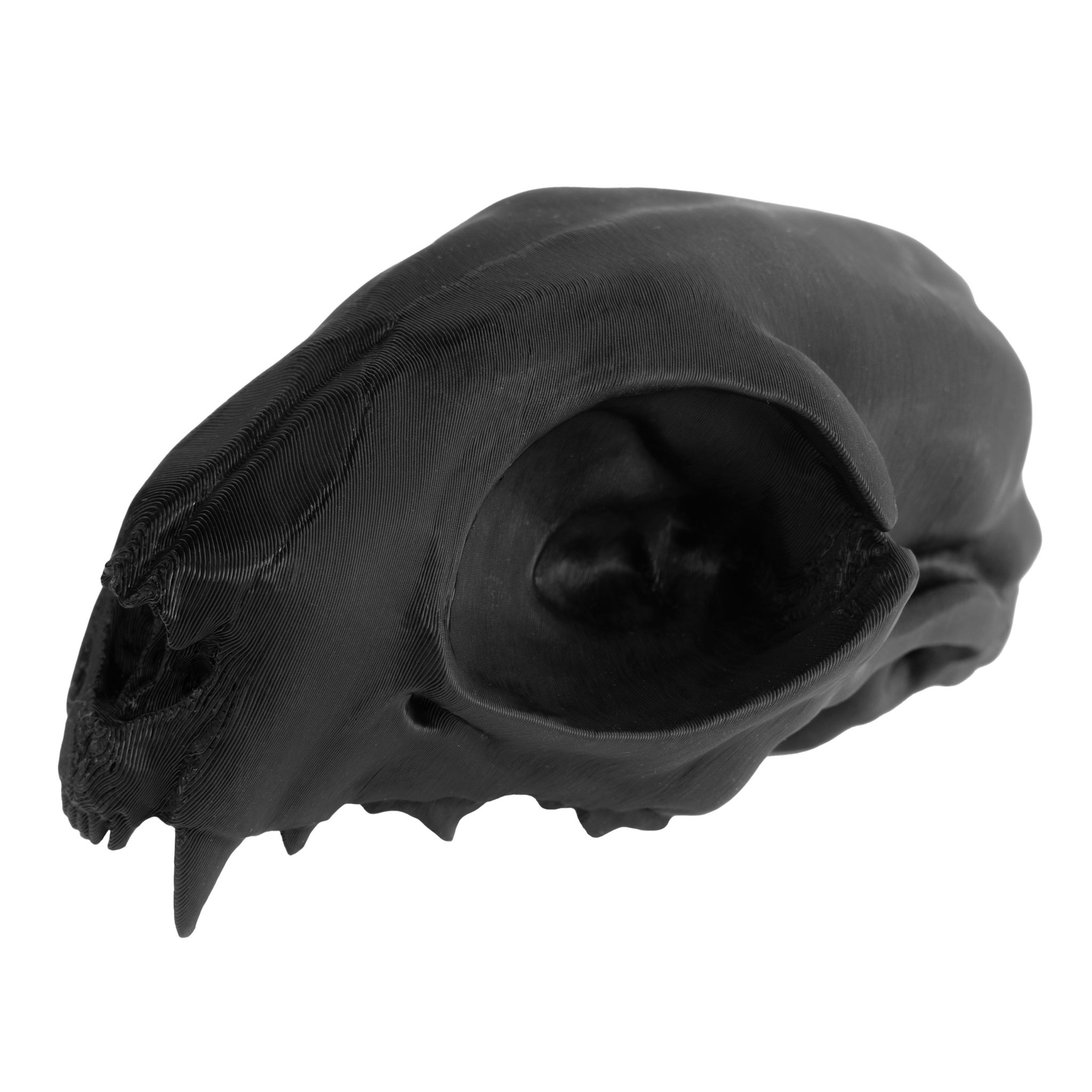 3D-Druck Katzenschädel zum Selbstbemalen (12cm)