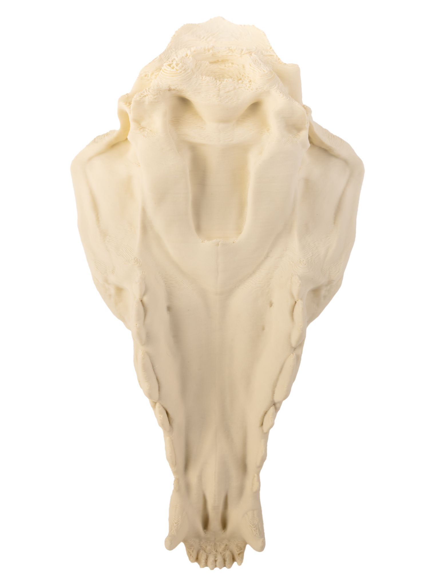 3D-Druck Fuchsschädel zum Selbstbemalen (16 cm)